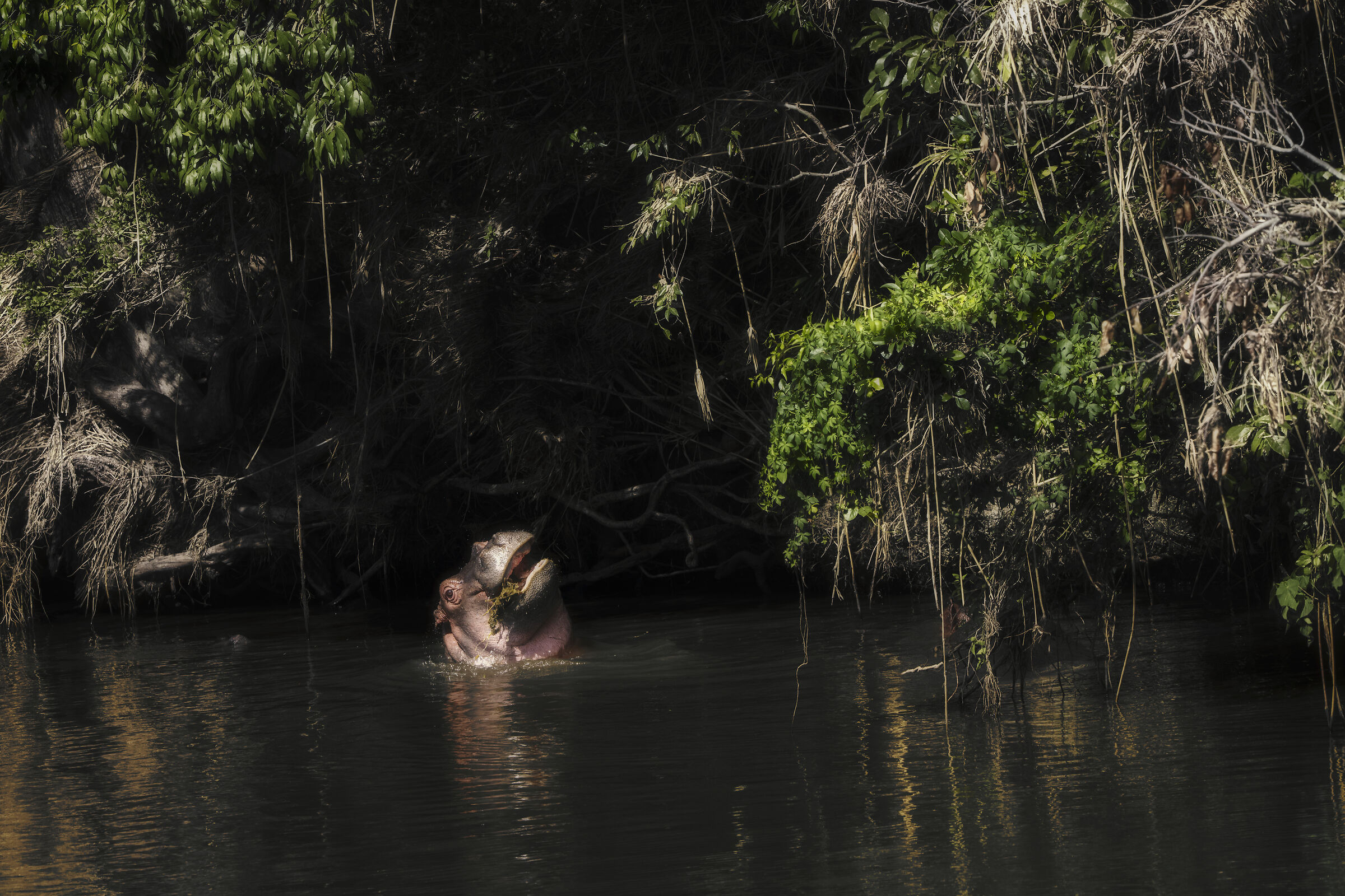 Baby Hippo lunch