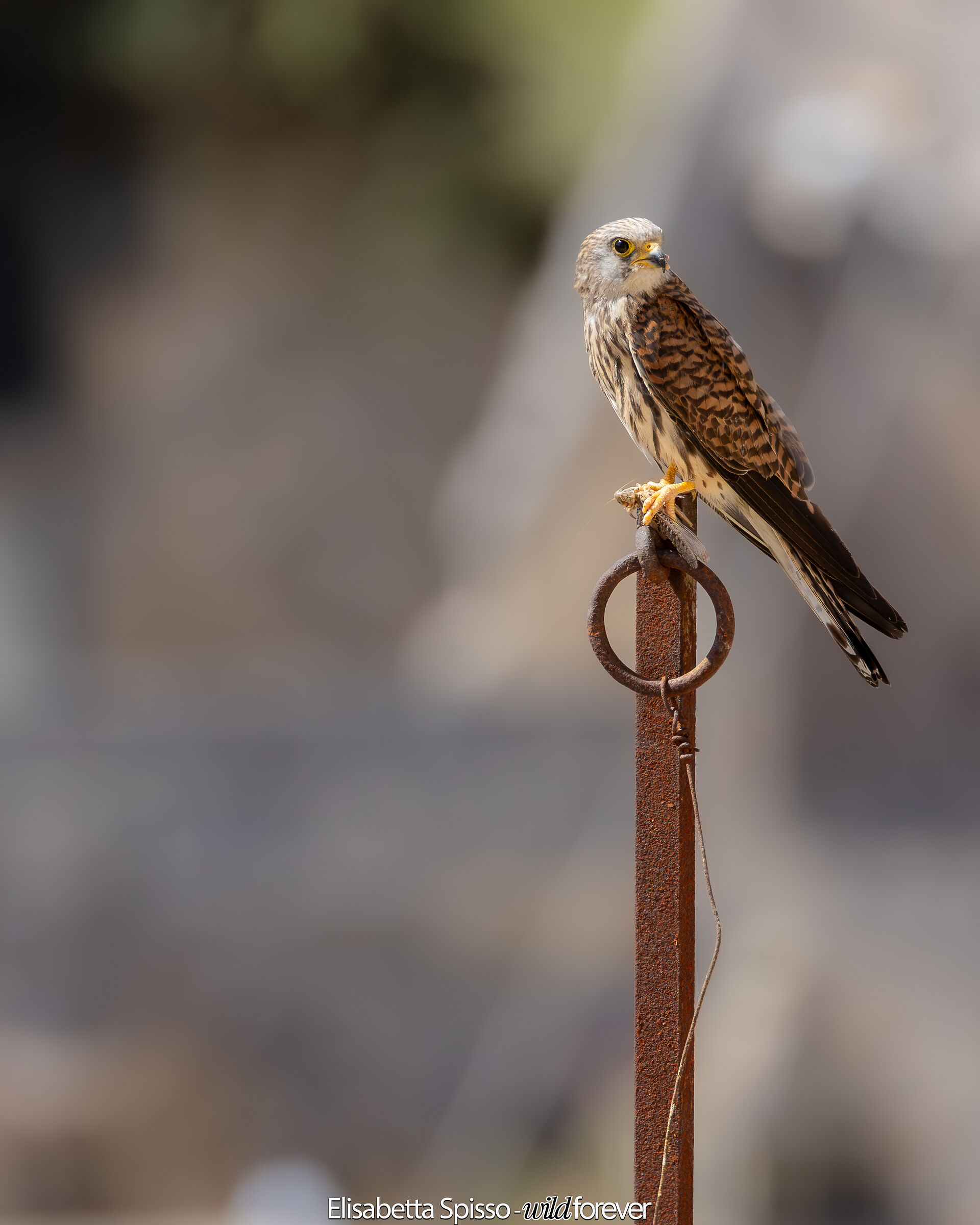 Lesser Kestrel Falcon