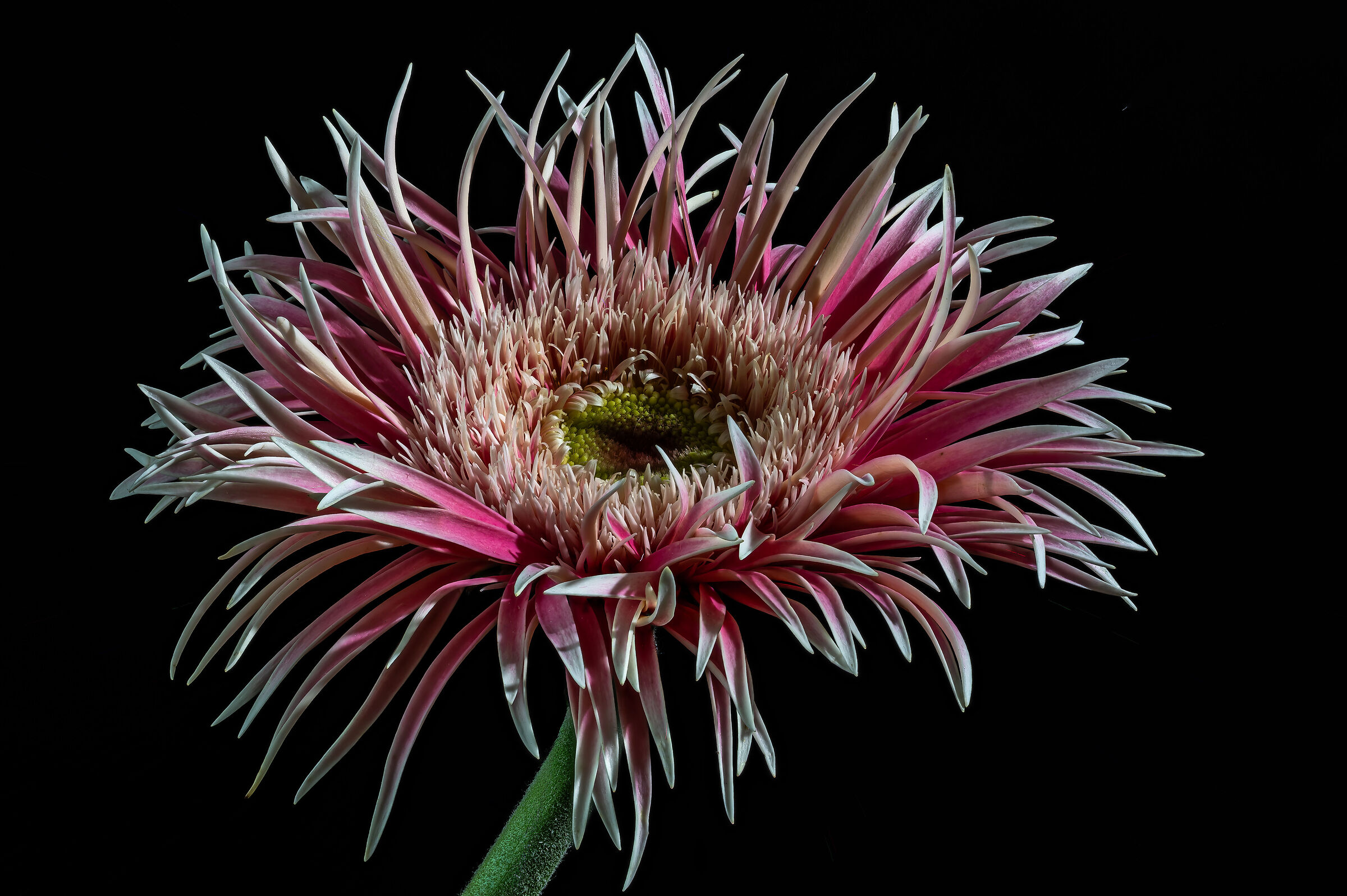 Gerbera