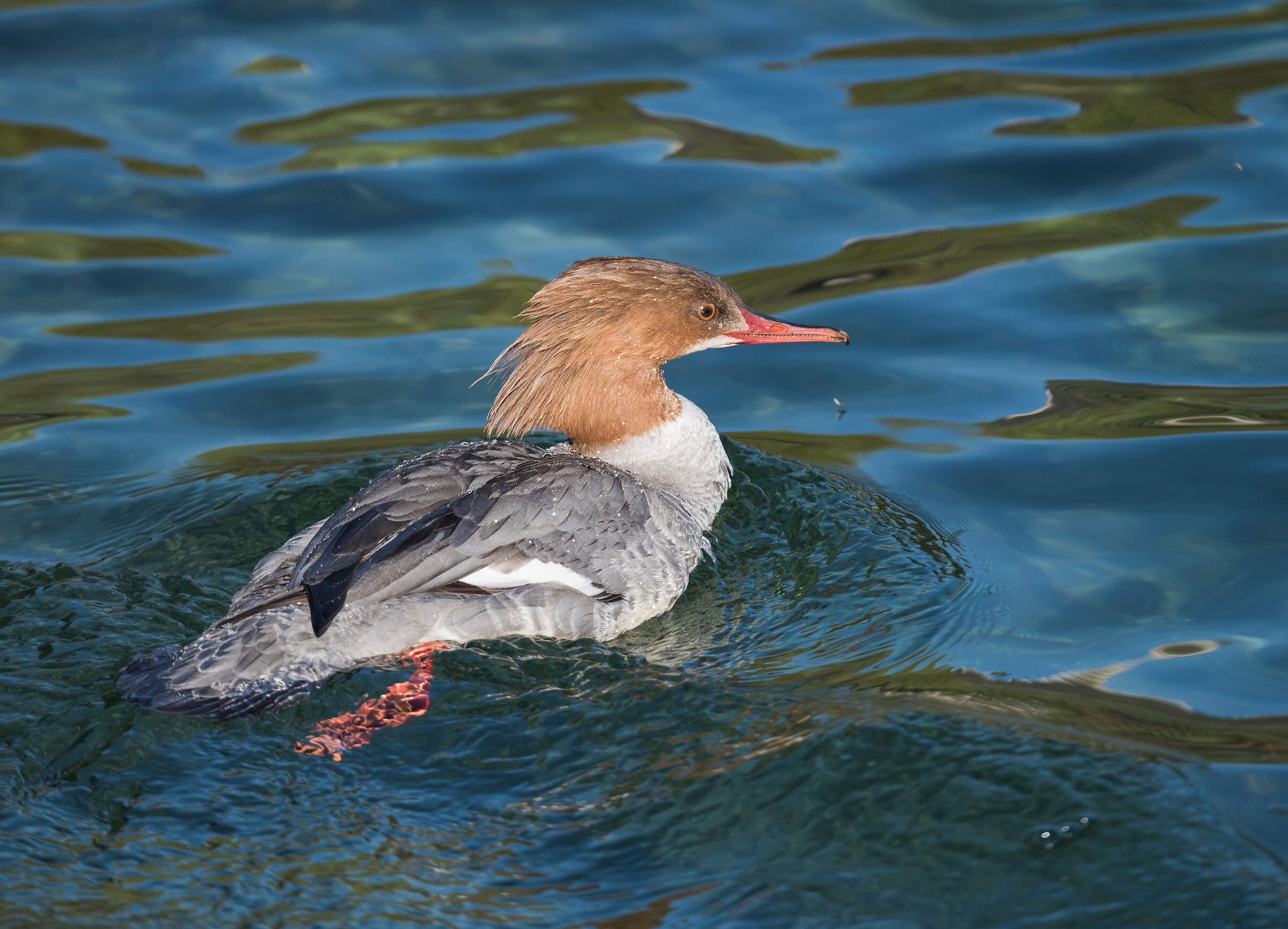Greater Merganser - Immature