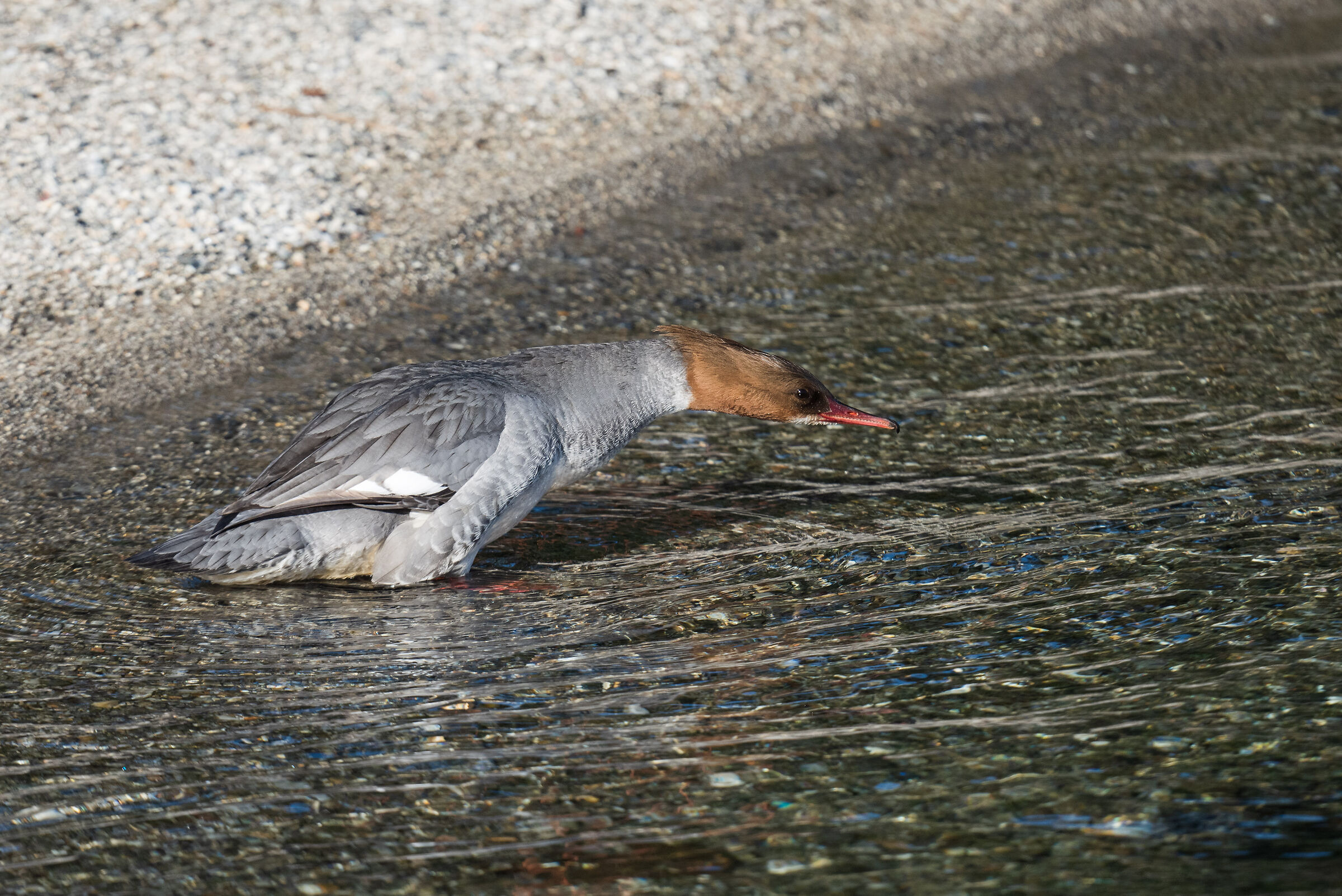 Female Merganser
