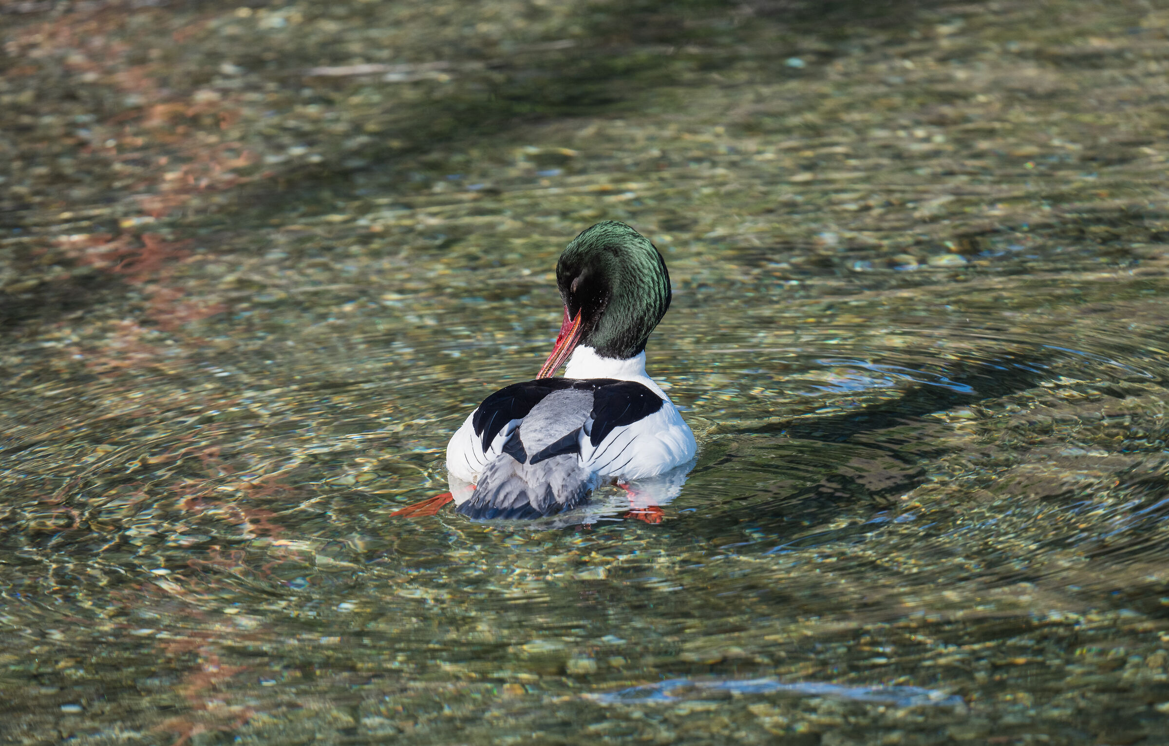Male Merganser