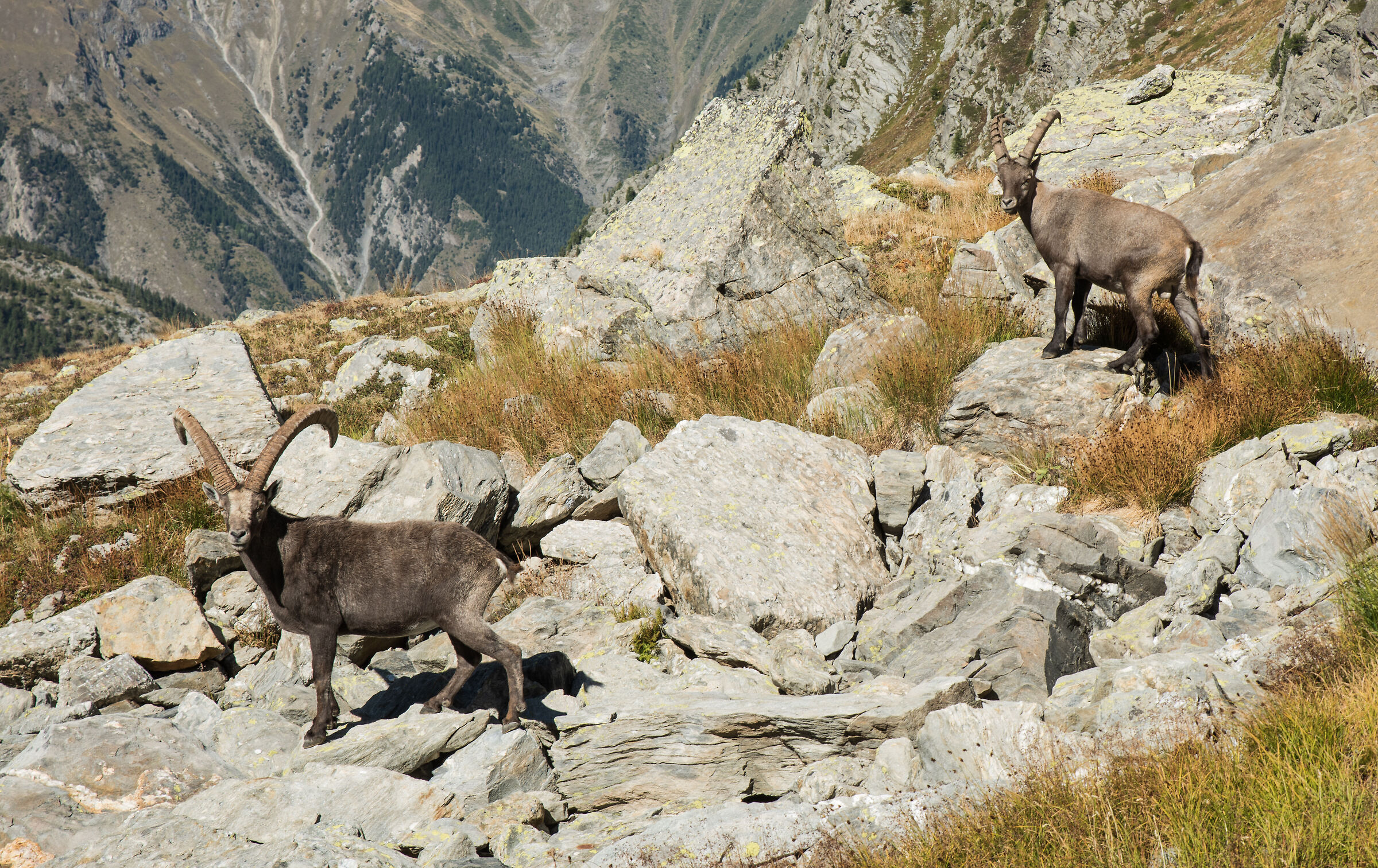 male ibex