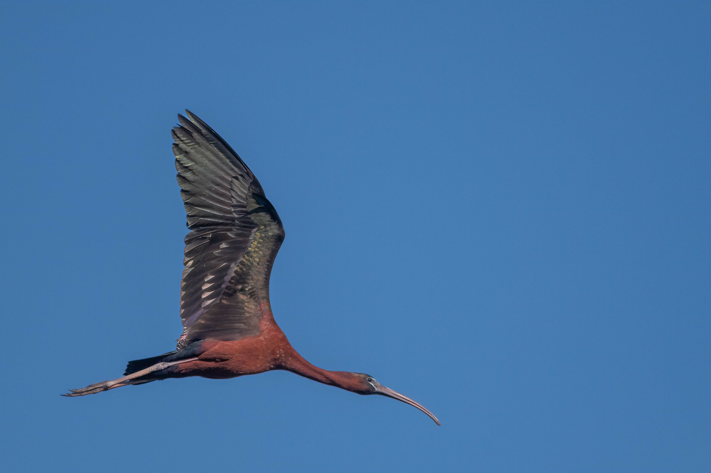 Mignattaio (Plegadis falcinellus)