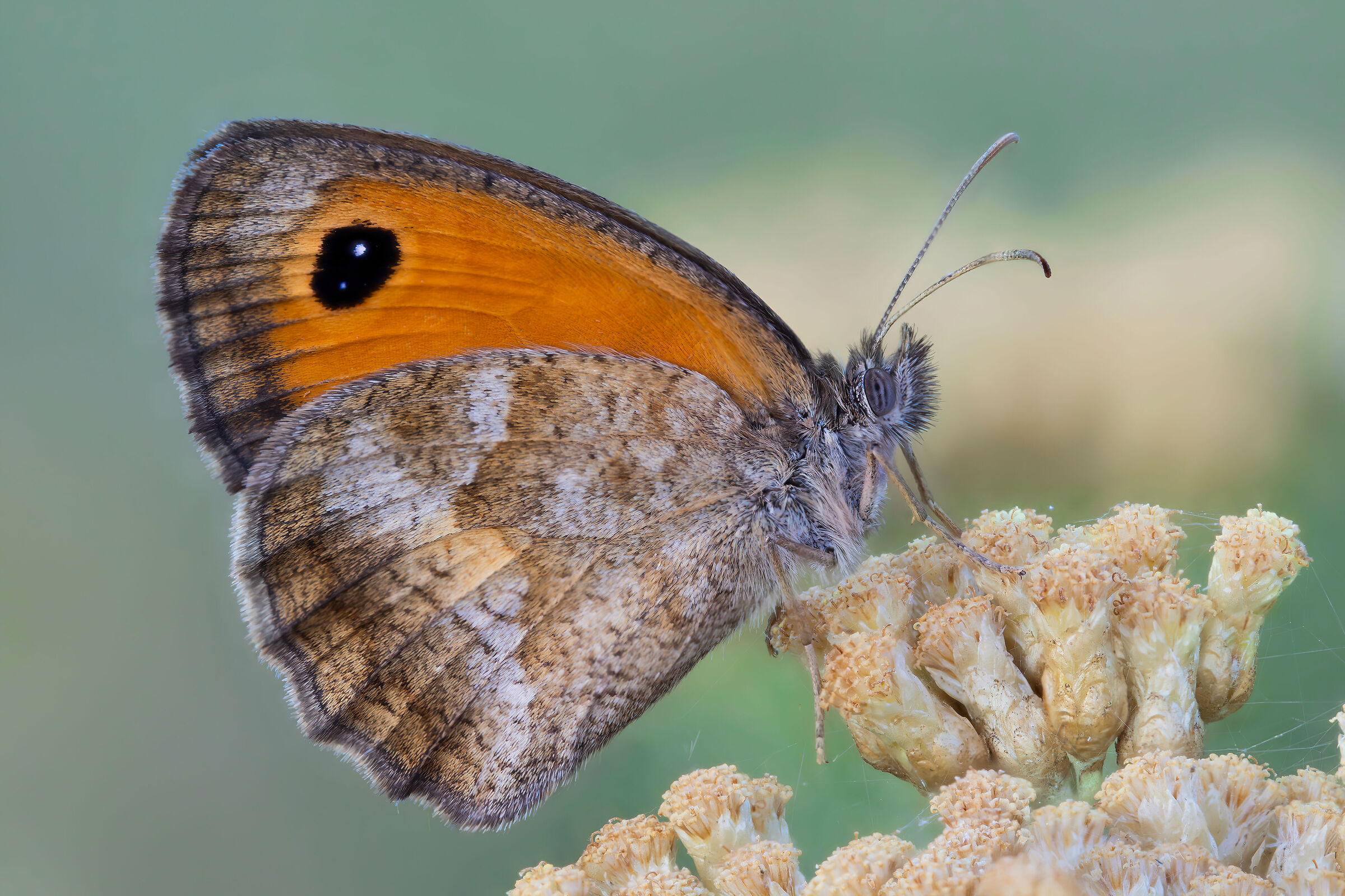 Pyronia (Idata) cecilia