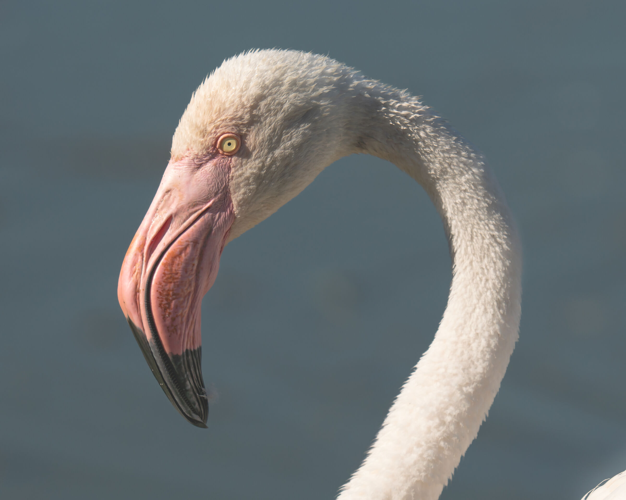 Fenicotteri in Camargue 2024