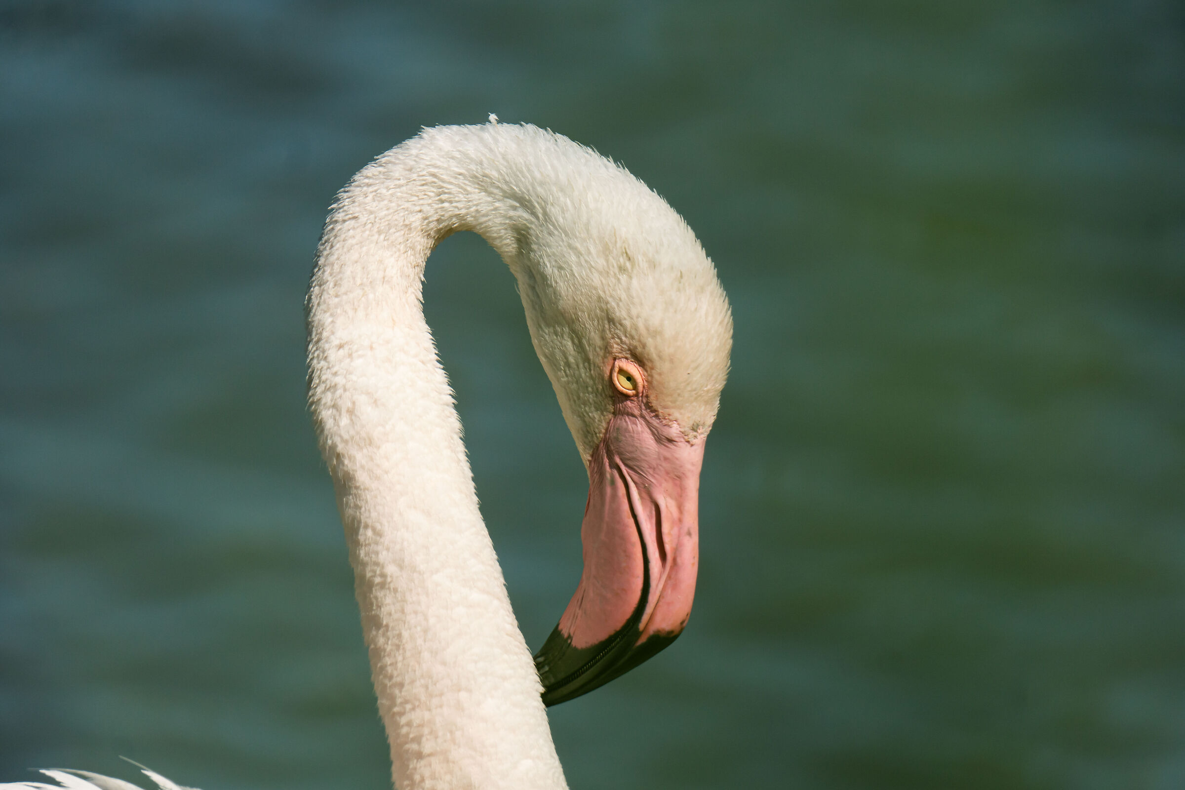 Fenicotteri in Camargue 2024