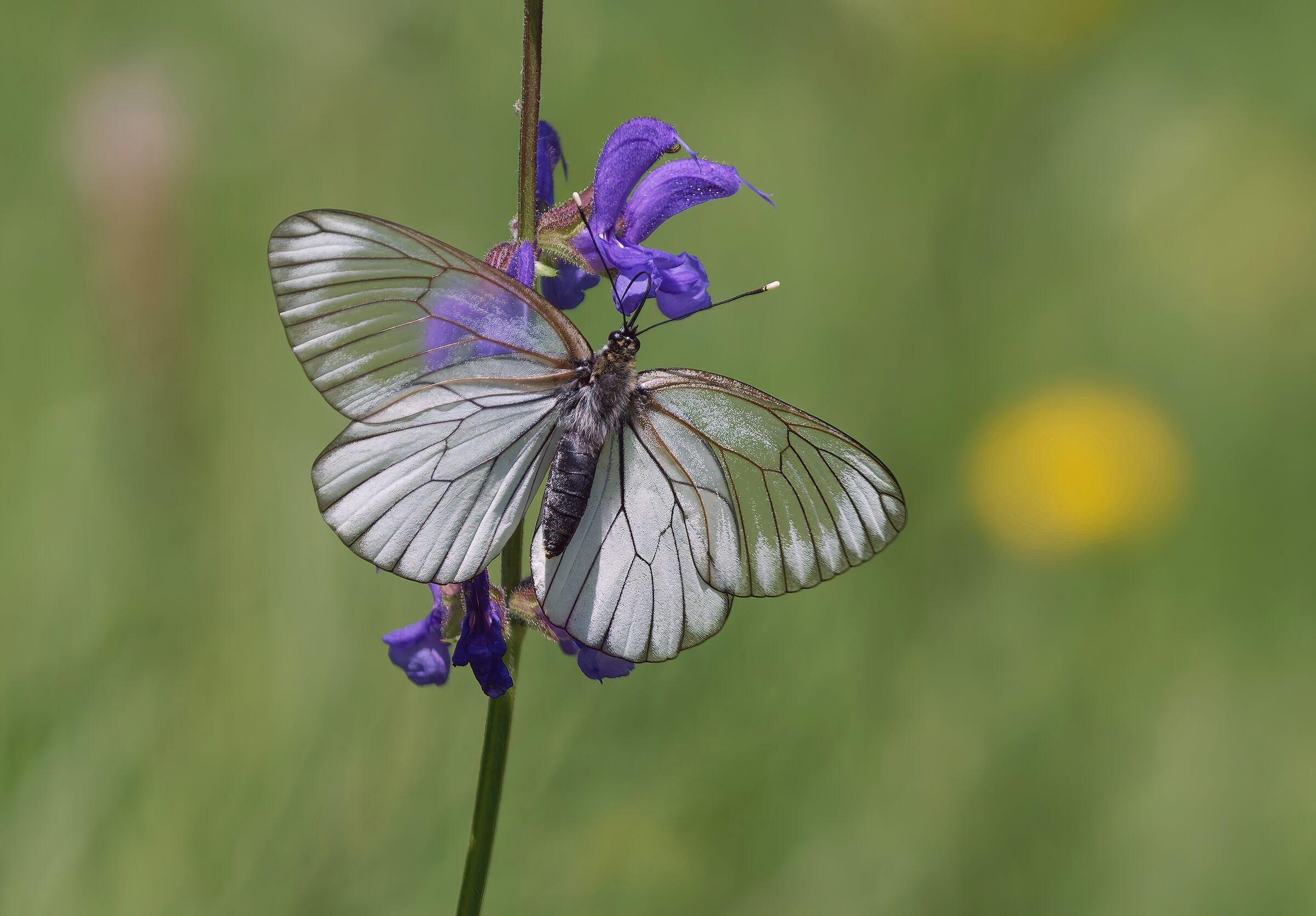 Wing transparencies 2
