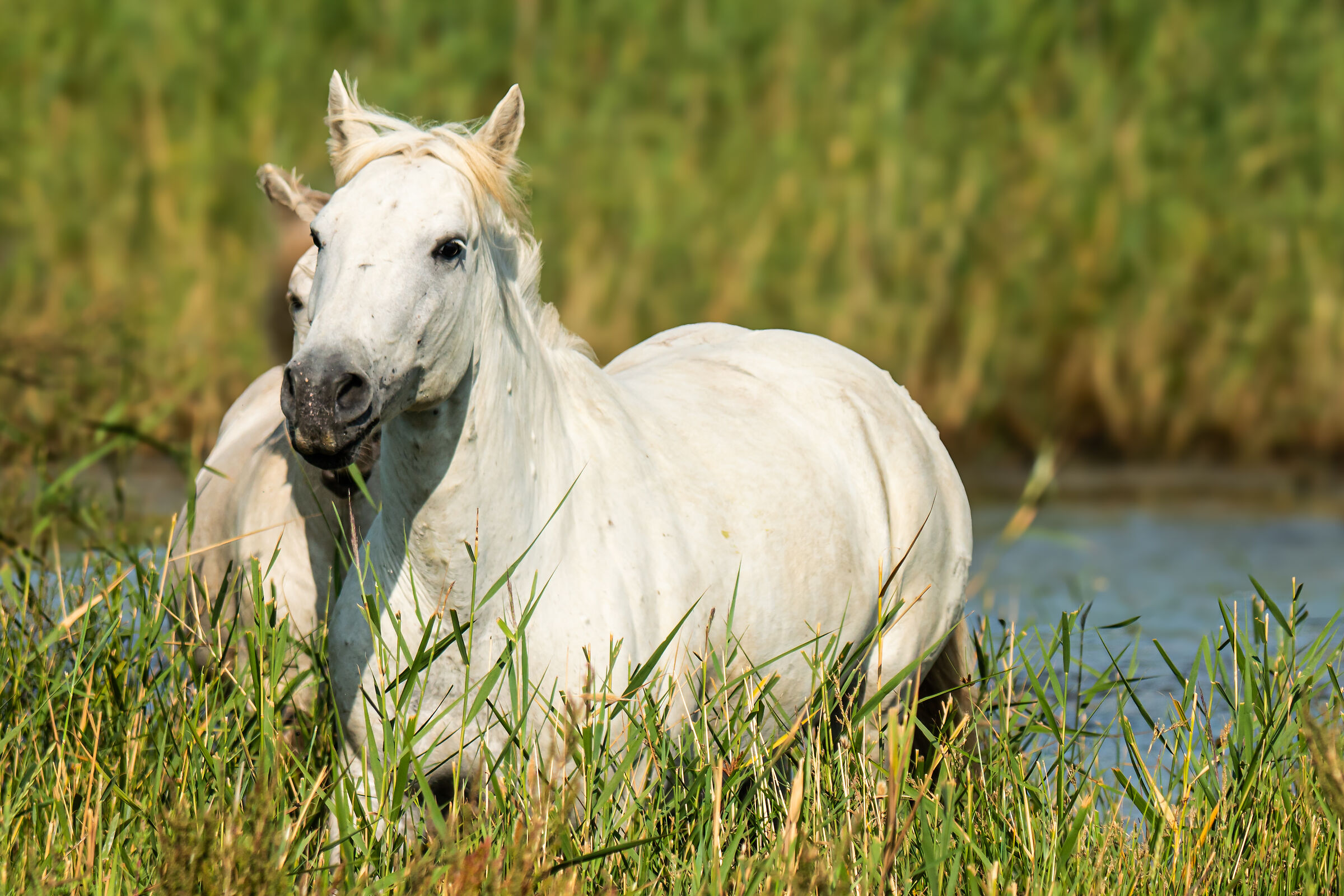 The Horses of the Camargue (2024)