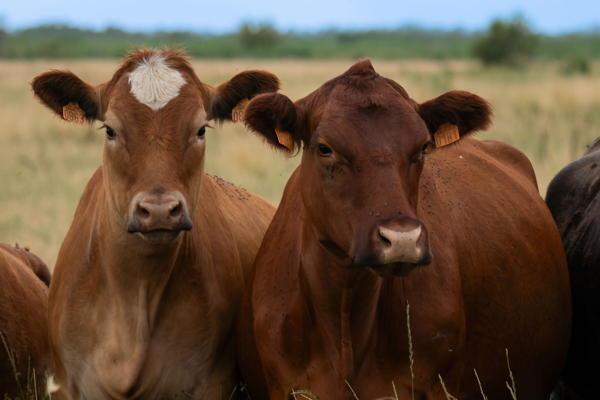 Camargue and its cattle farms