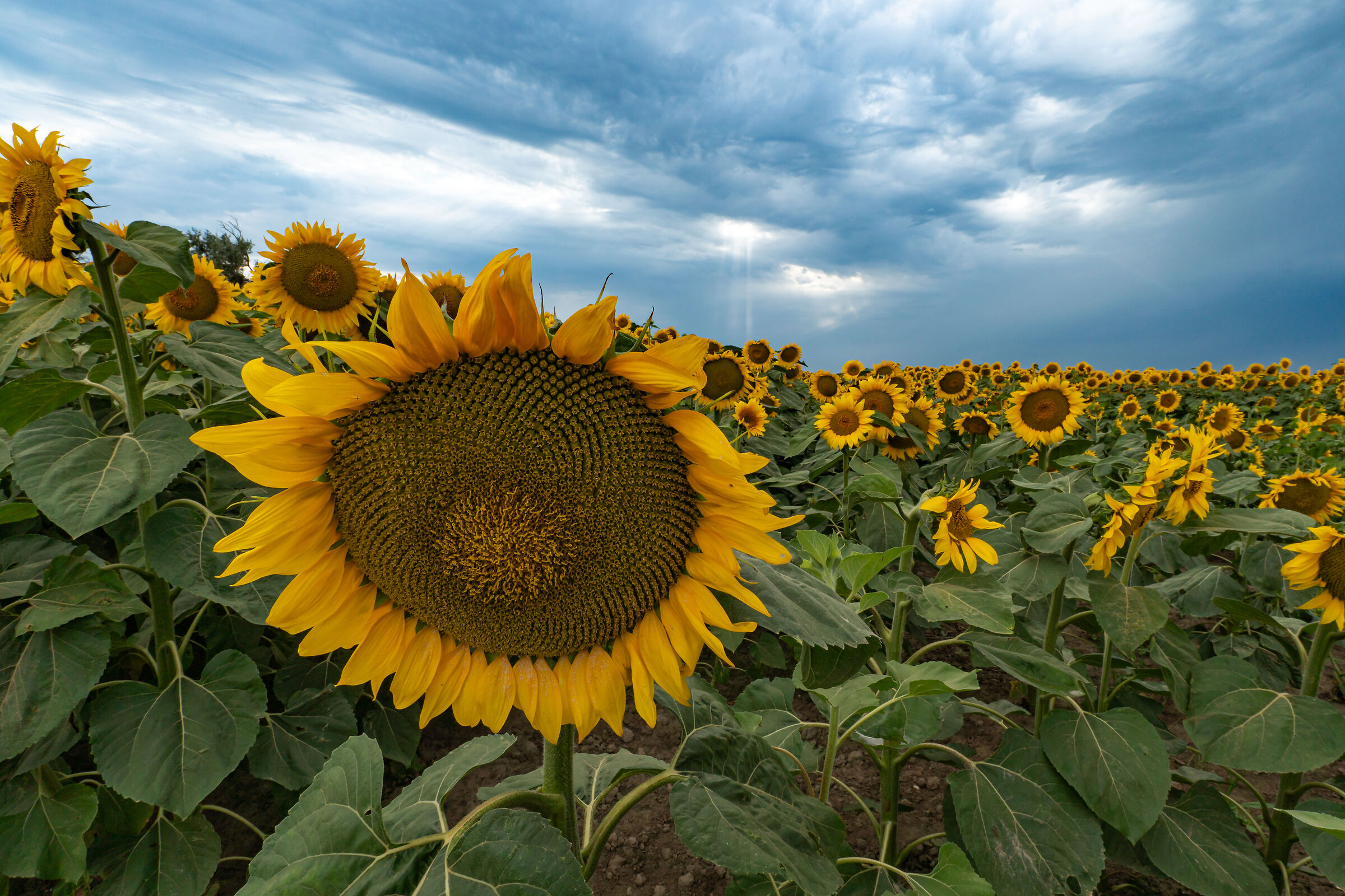 Sunflowers in the Camargue 2024