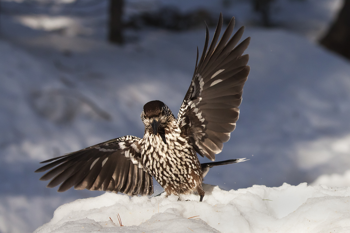 Et voilà!! -Nocciolaia-