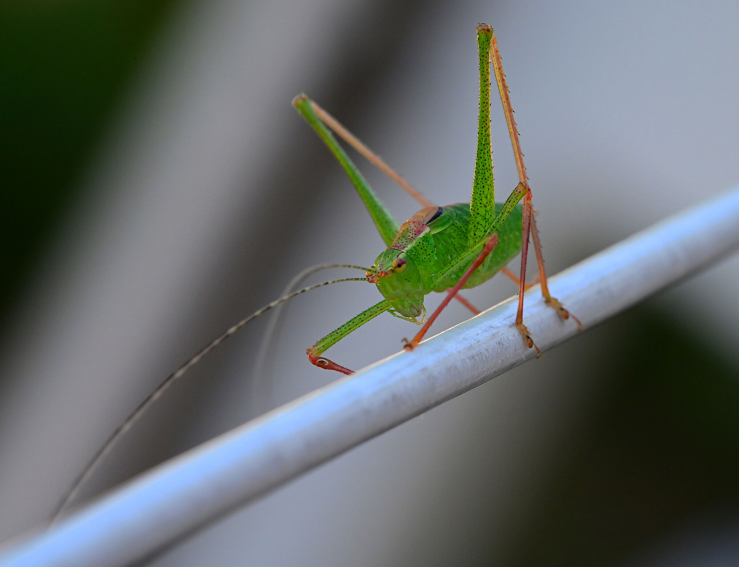 "Hanging by a thread, he looked at me..."