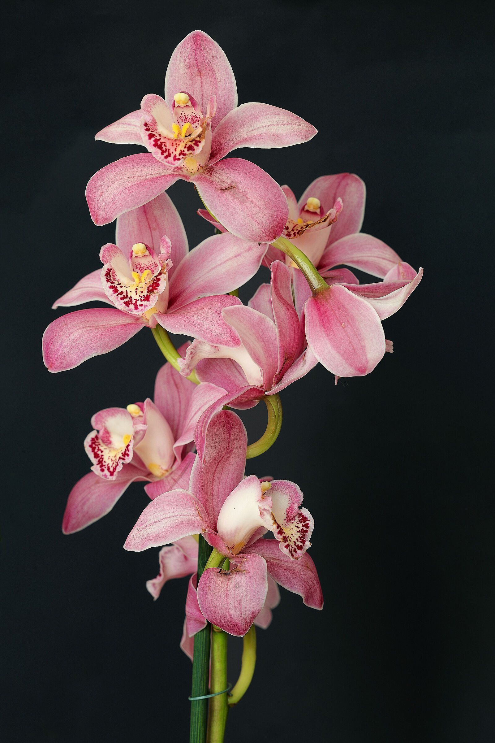 Cymbidium rosa