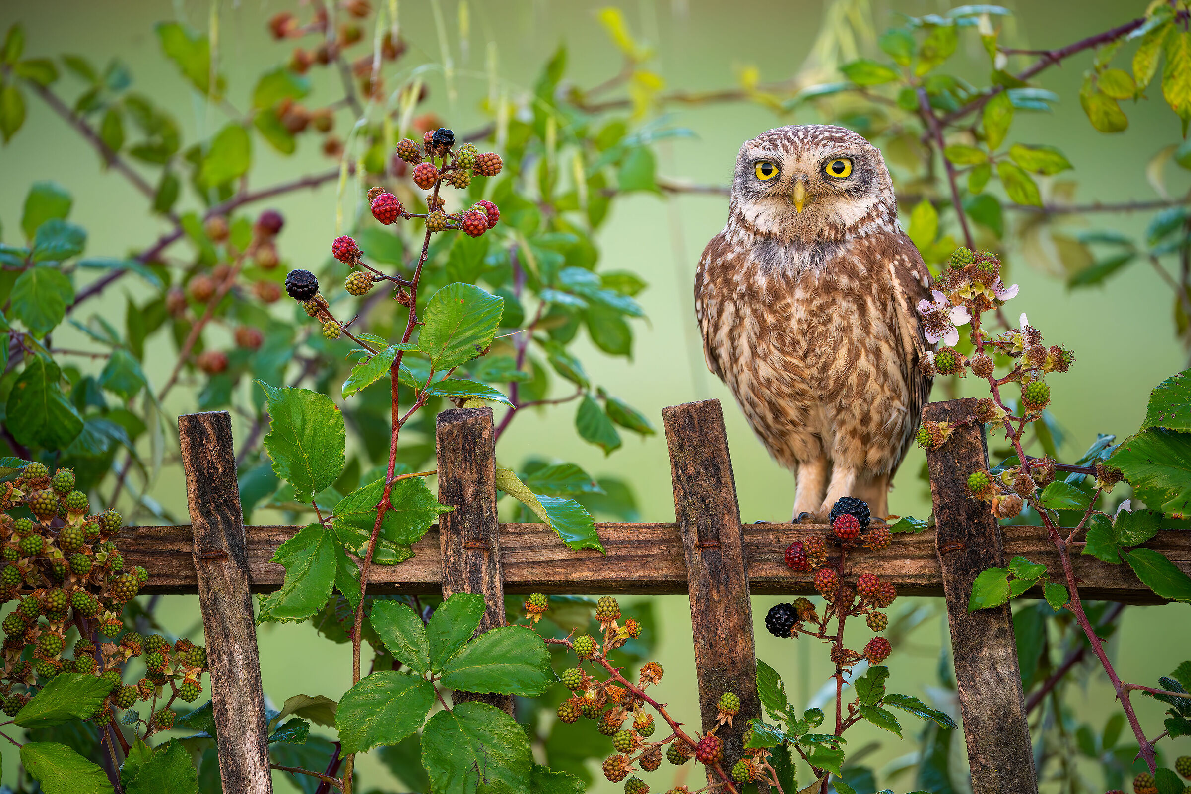 Owl in brambles