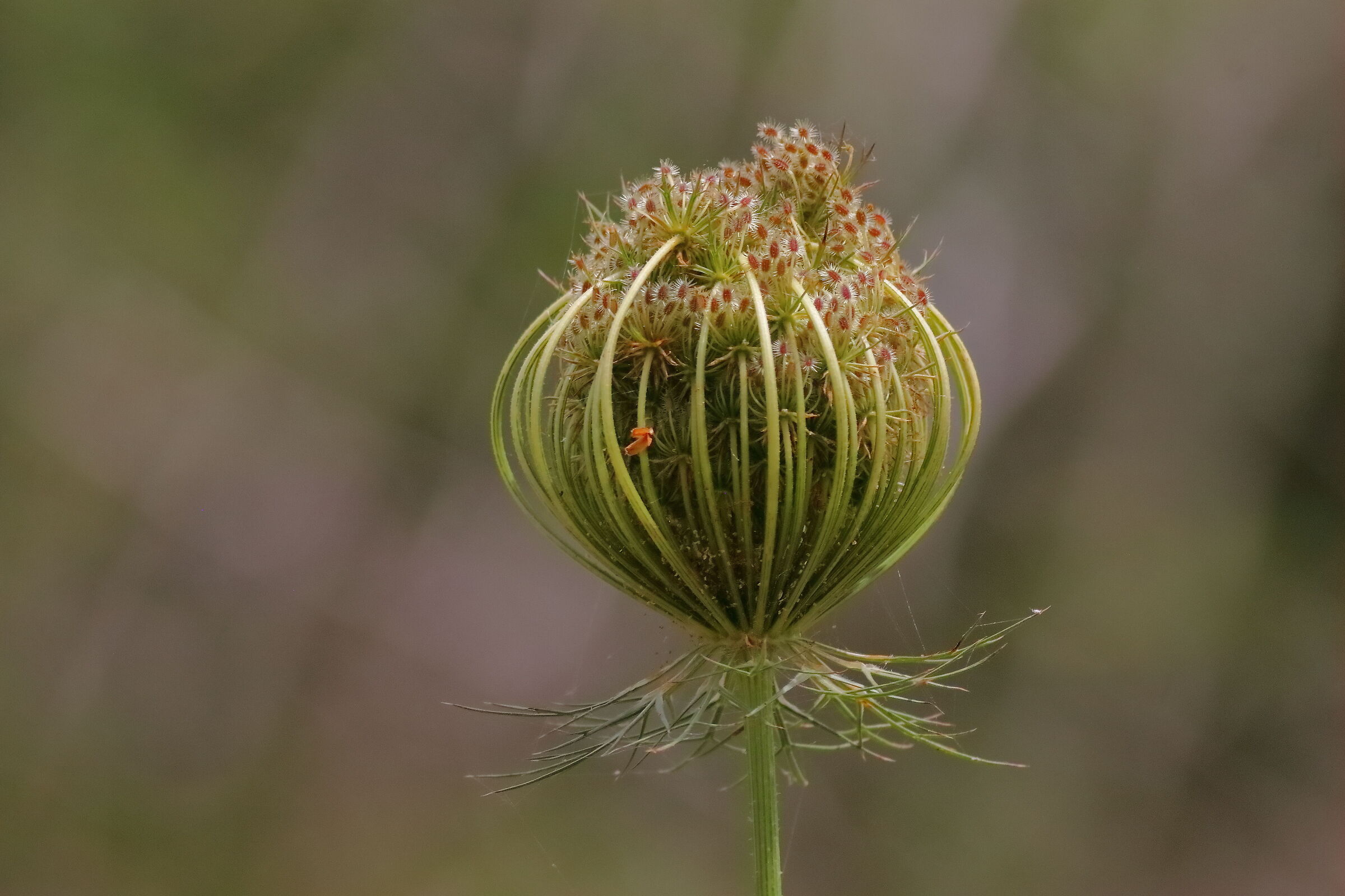 Carota selvatica 18-06-2024 - 0313
