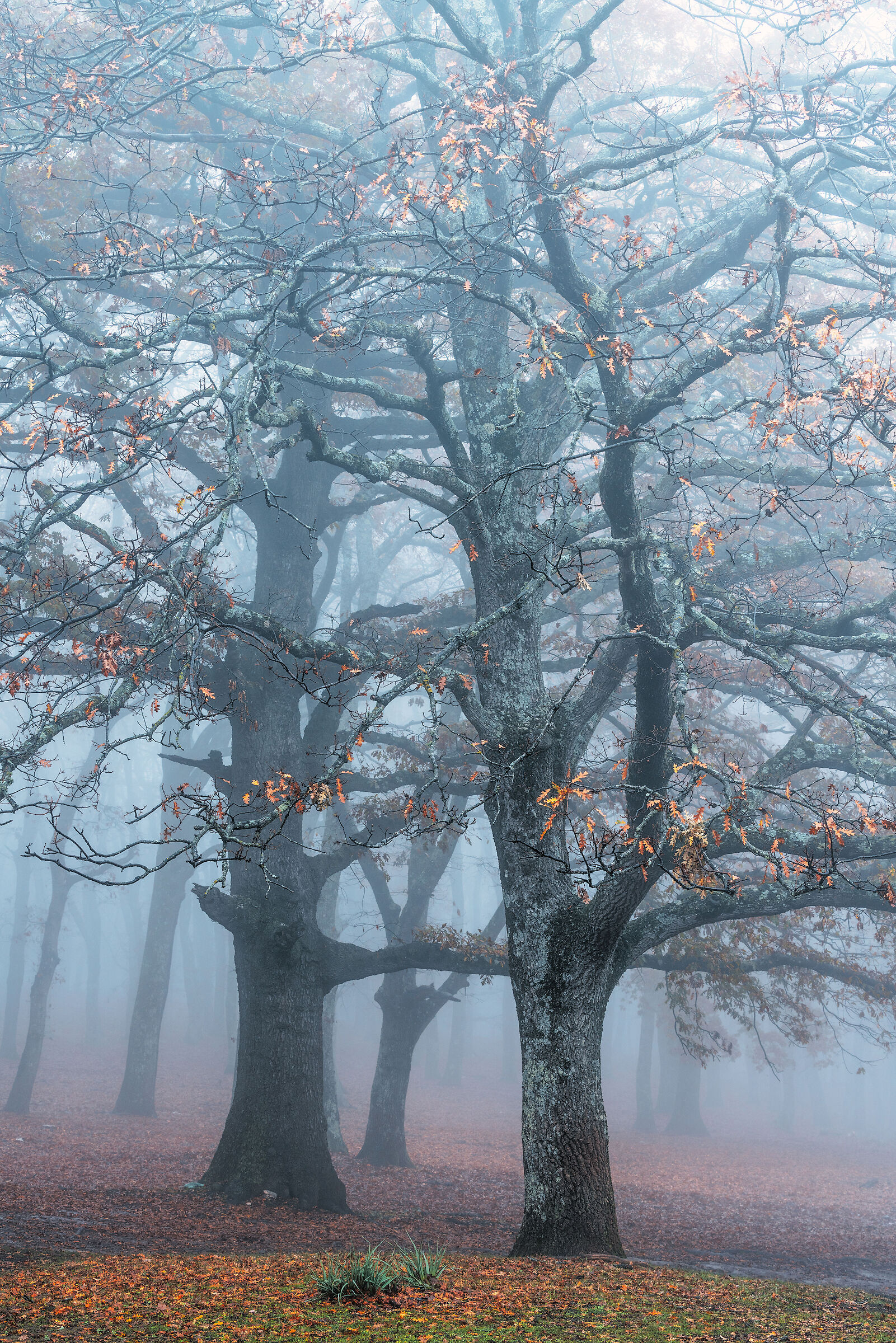 The woods of the Gargano