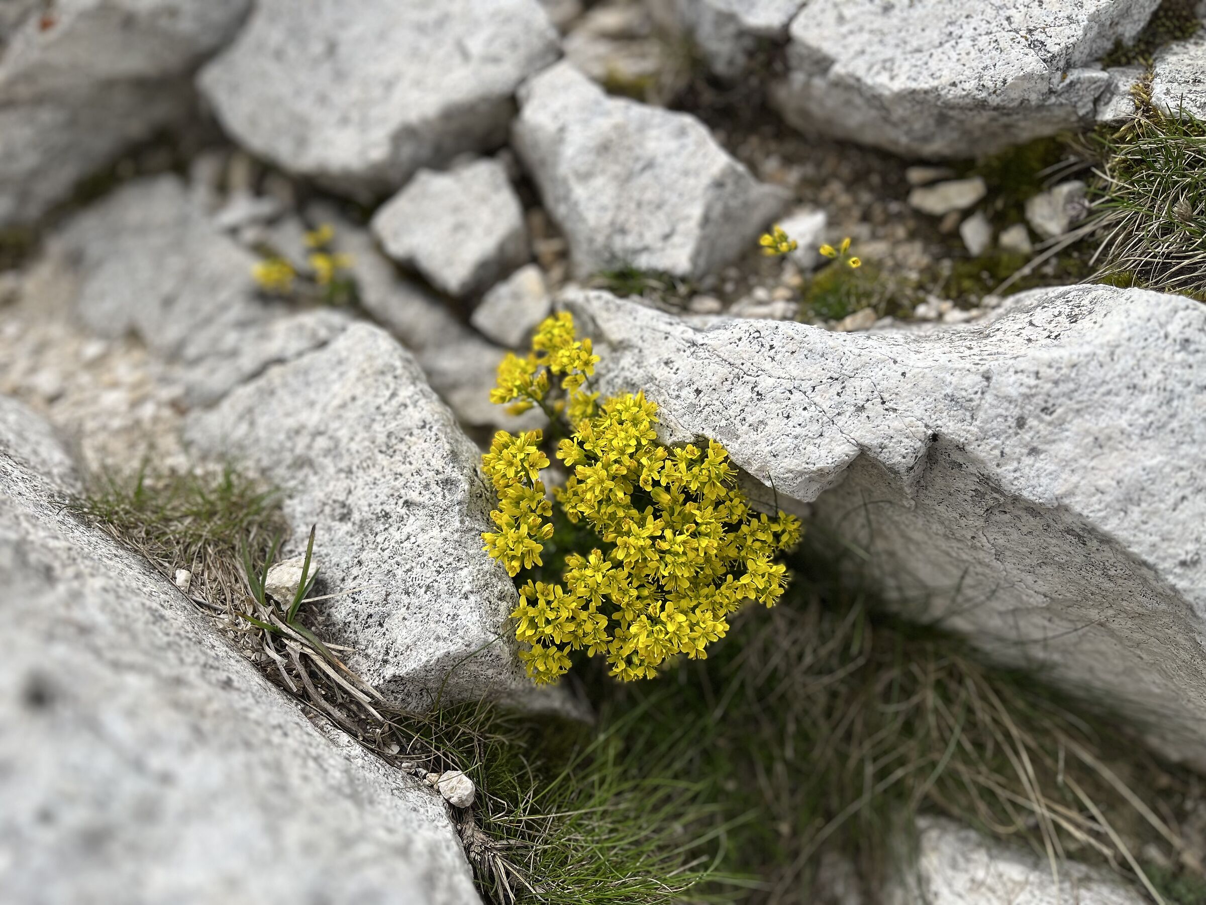 Weisshorn 24