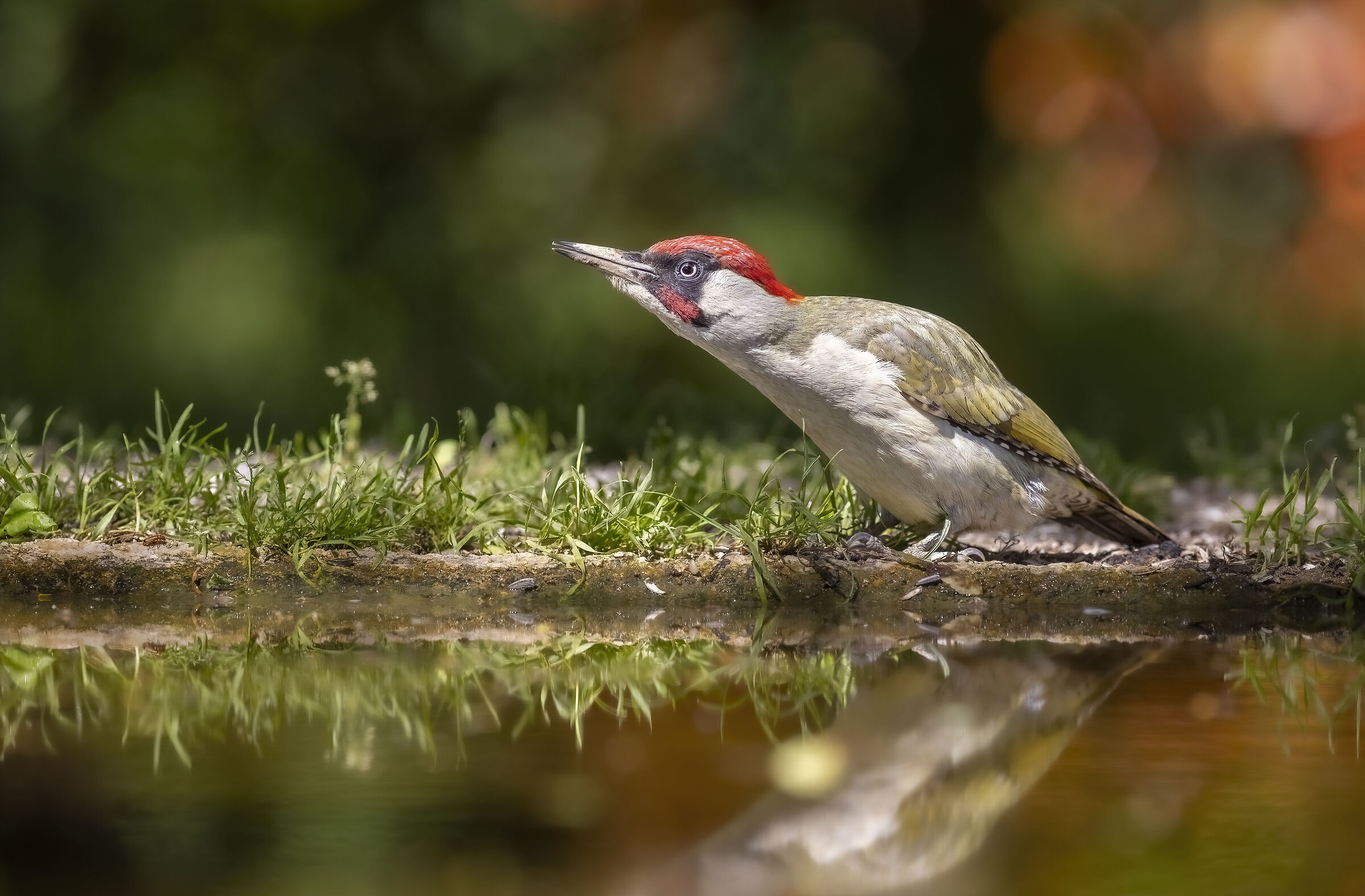 Picchio verde. Capanno Massumatico