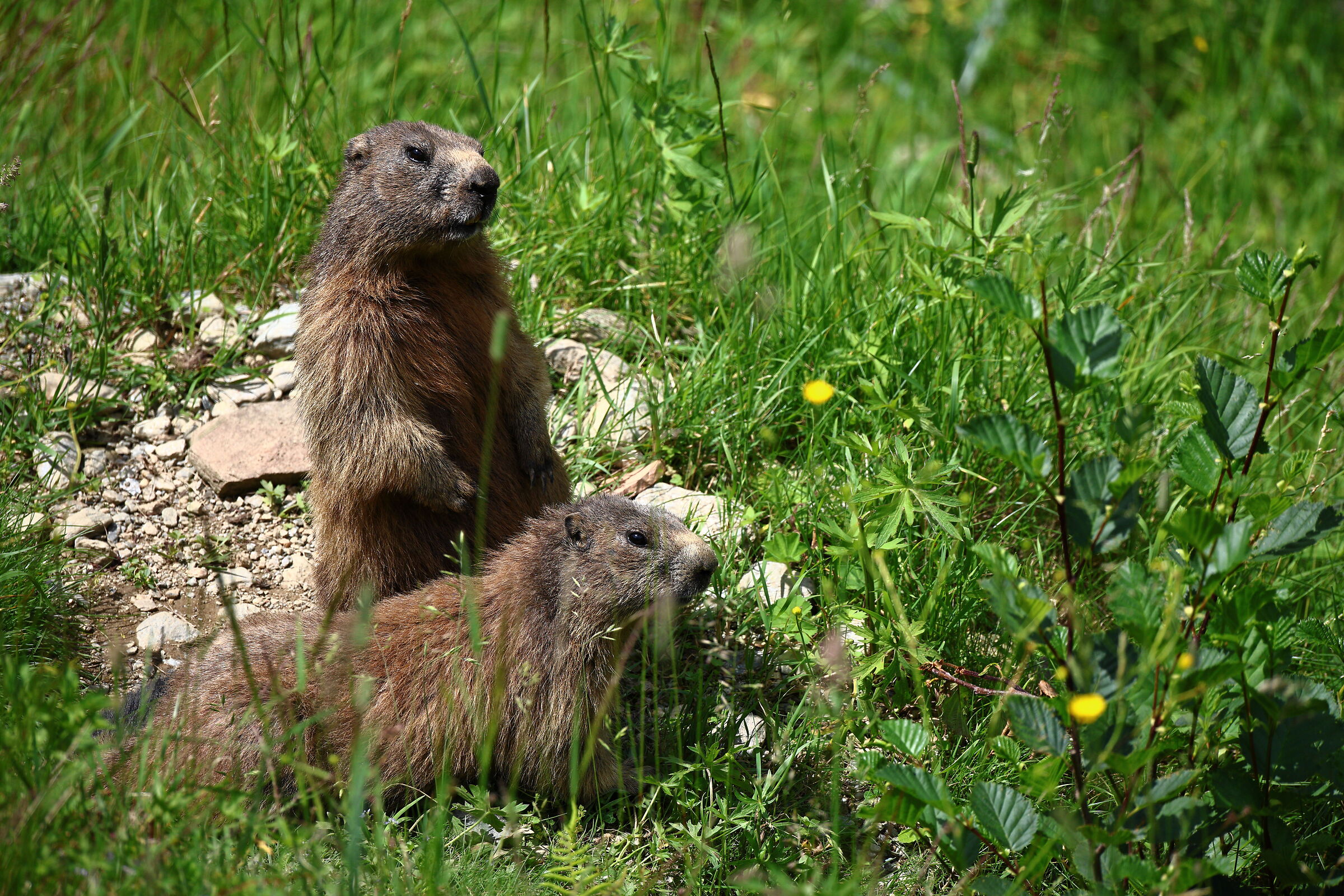 Marmotte della Val Tartano
