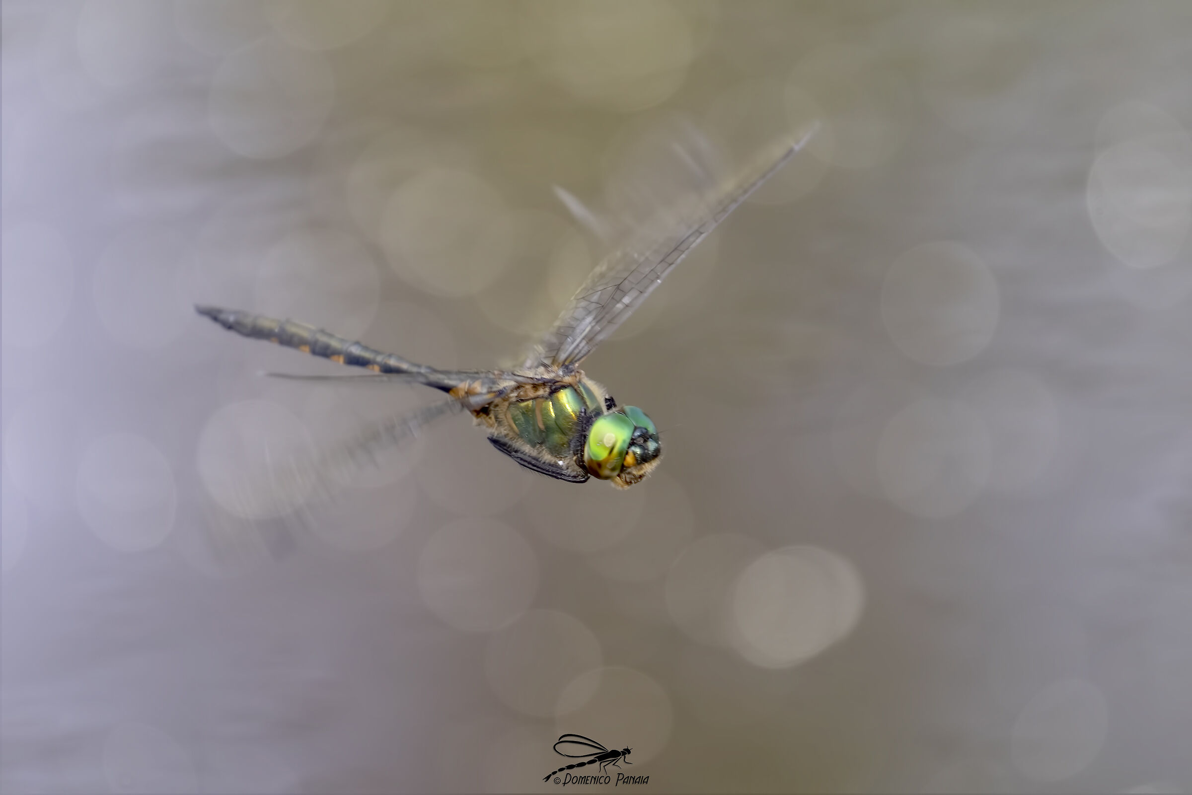 somatochlora flavomaculata