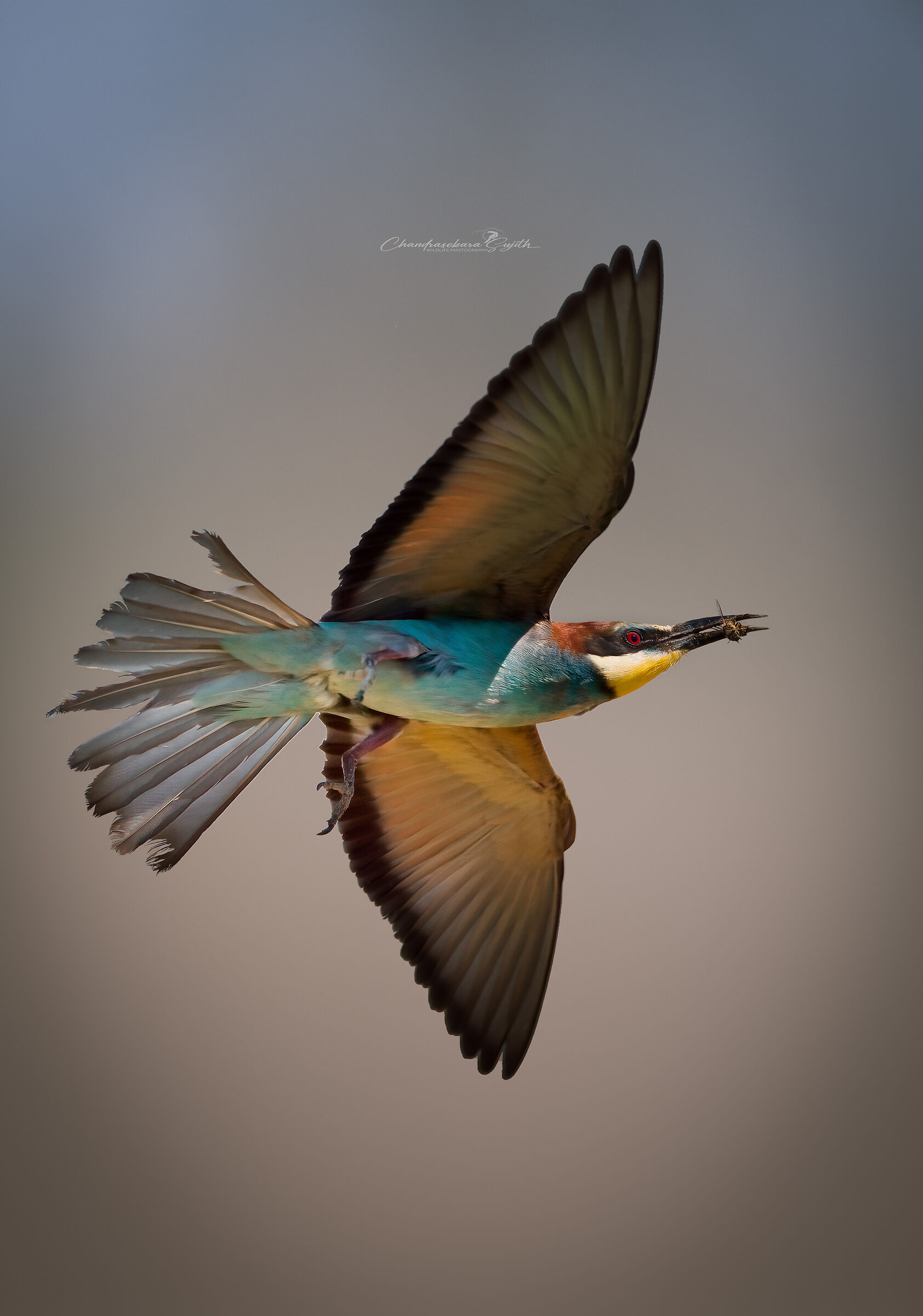bee-eater