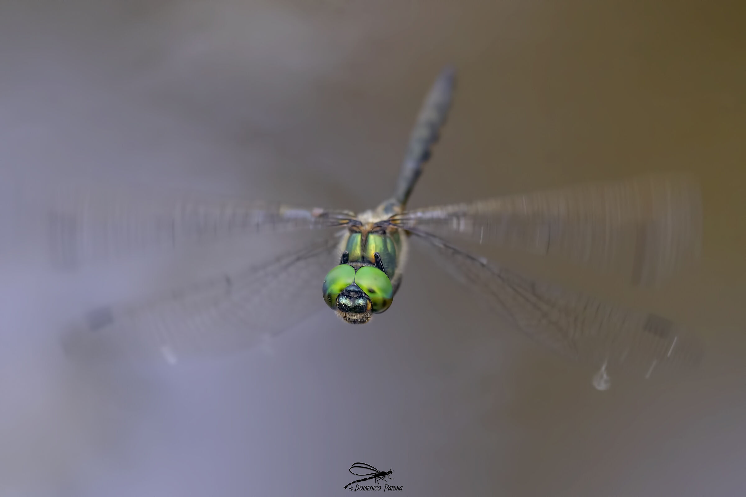 Somatochlora flavomaculata