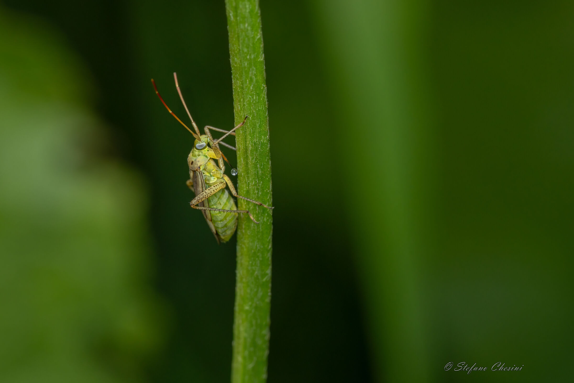Closterotomus Norwegicus