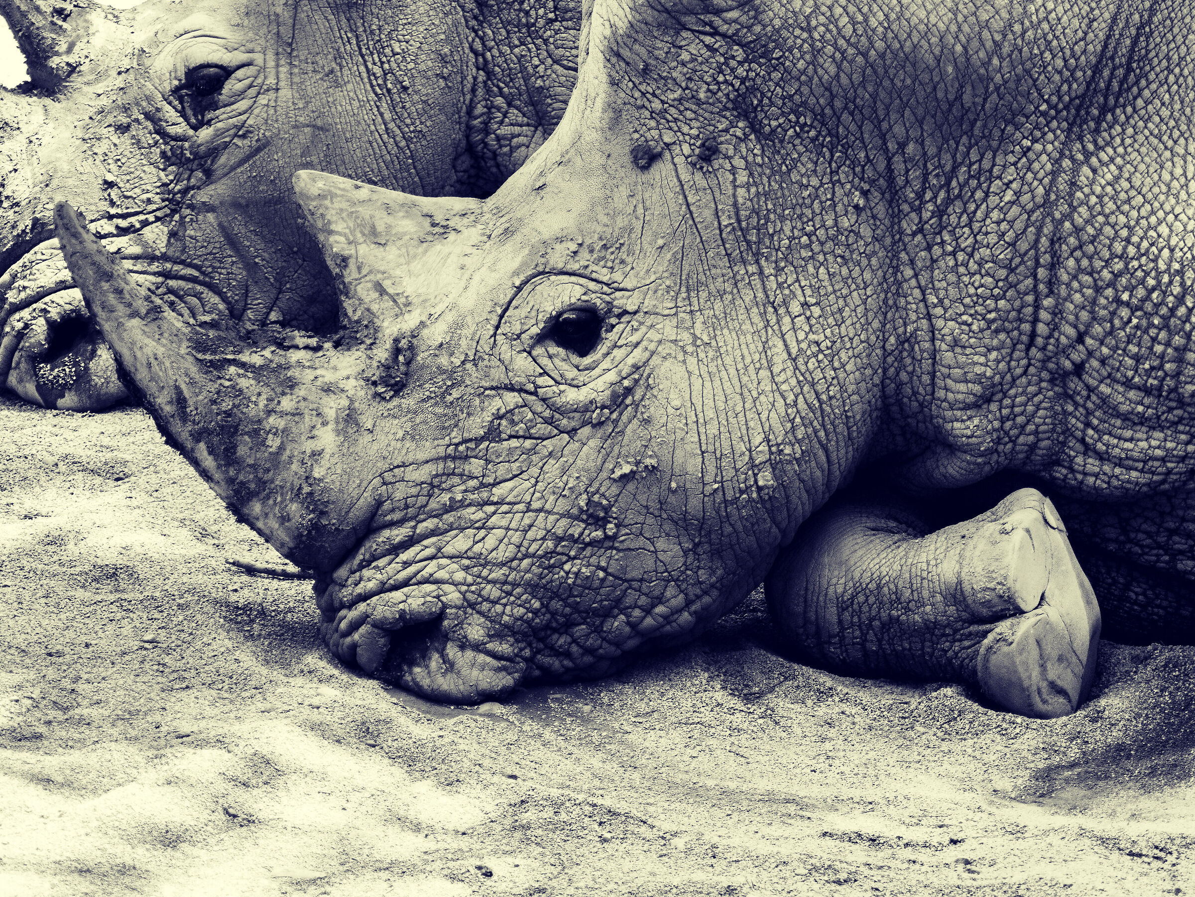 Rino