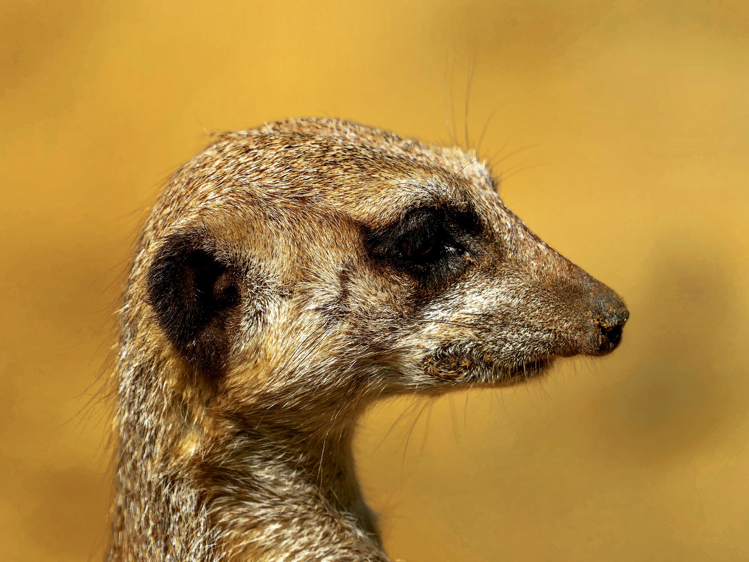 Lemuri