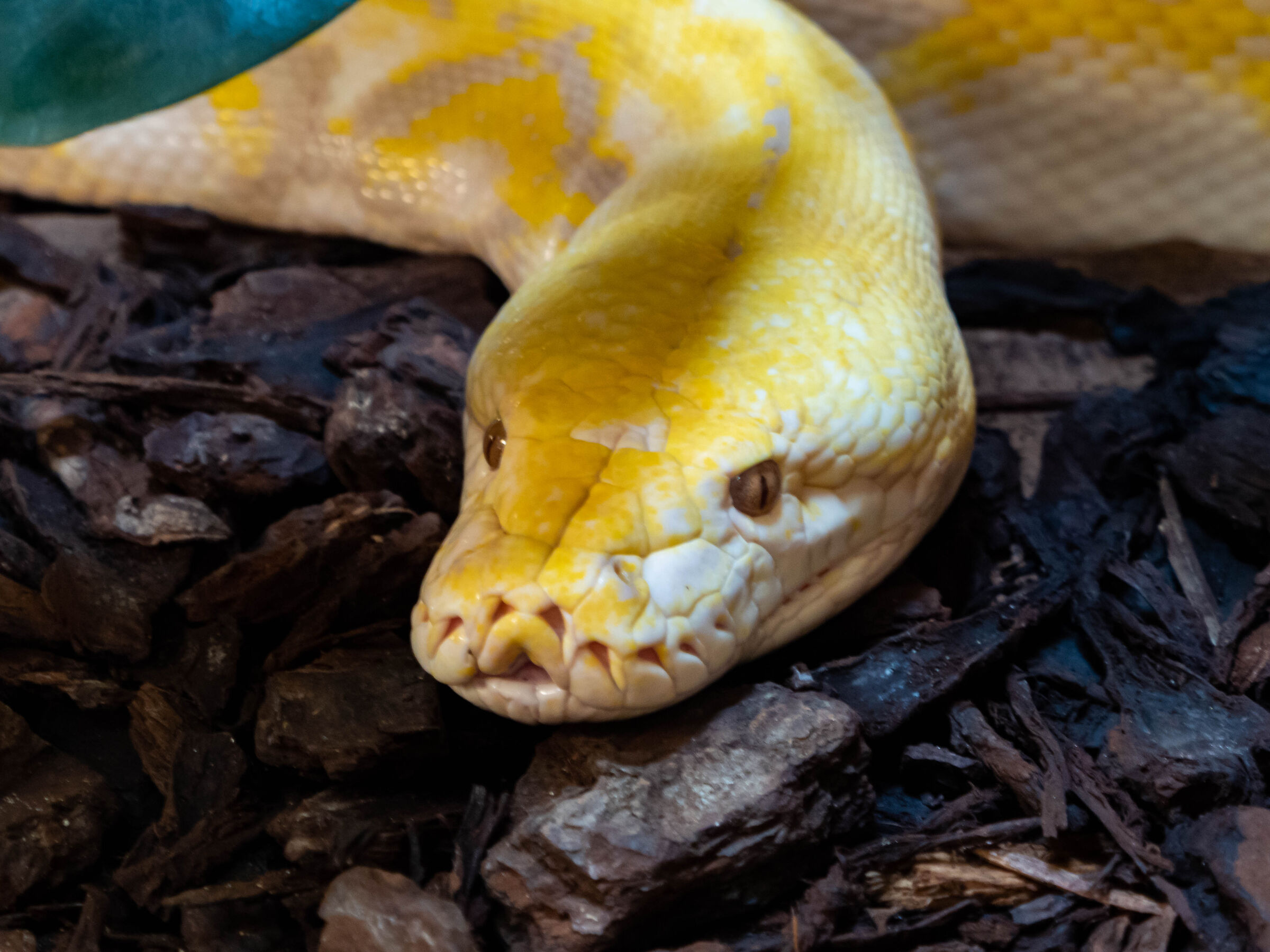 Pitone Albino