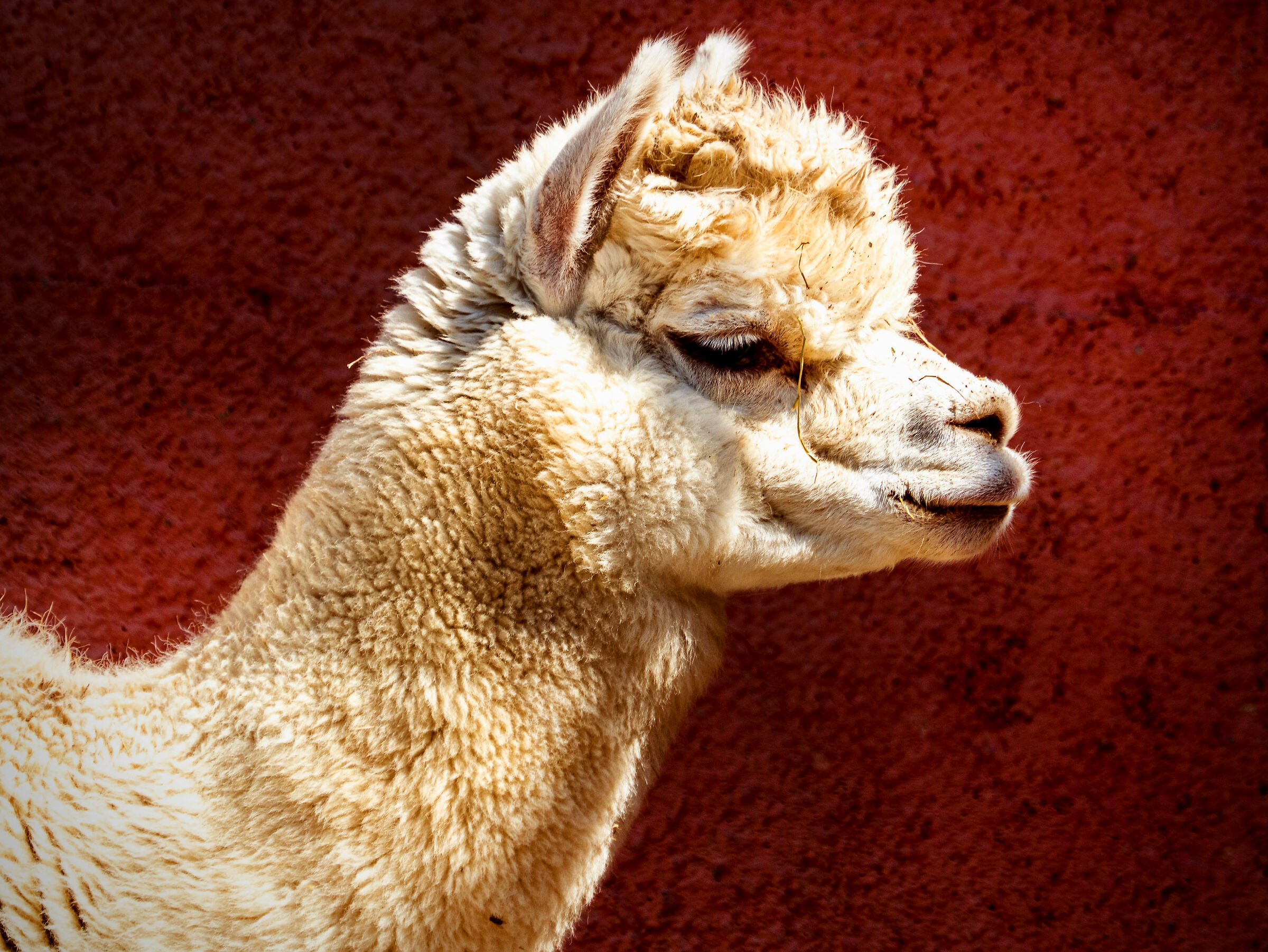 Lama