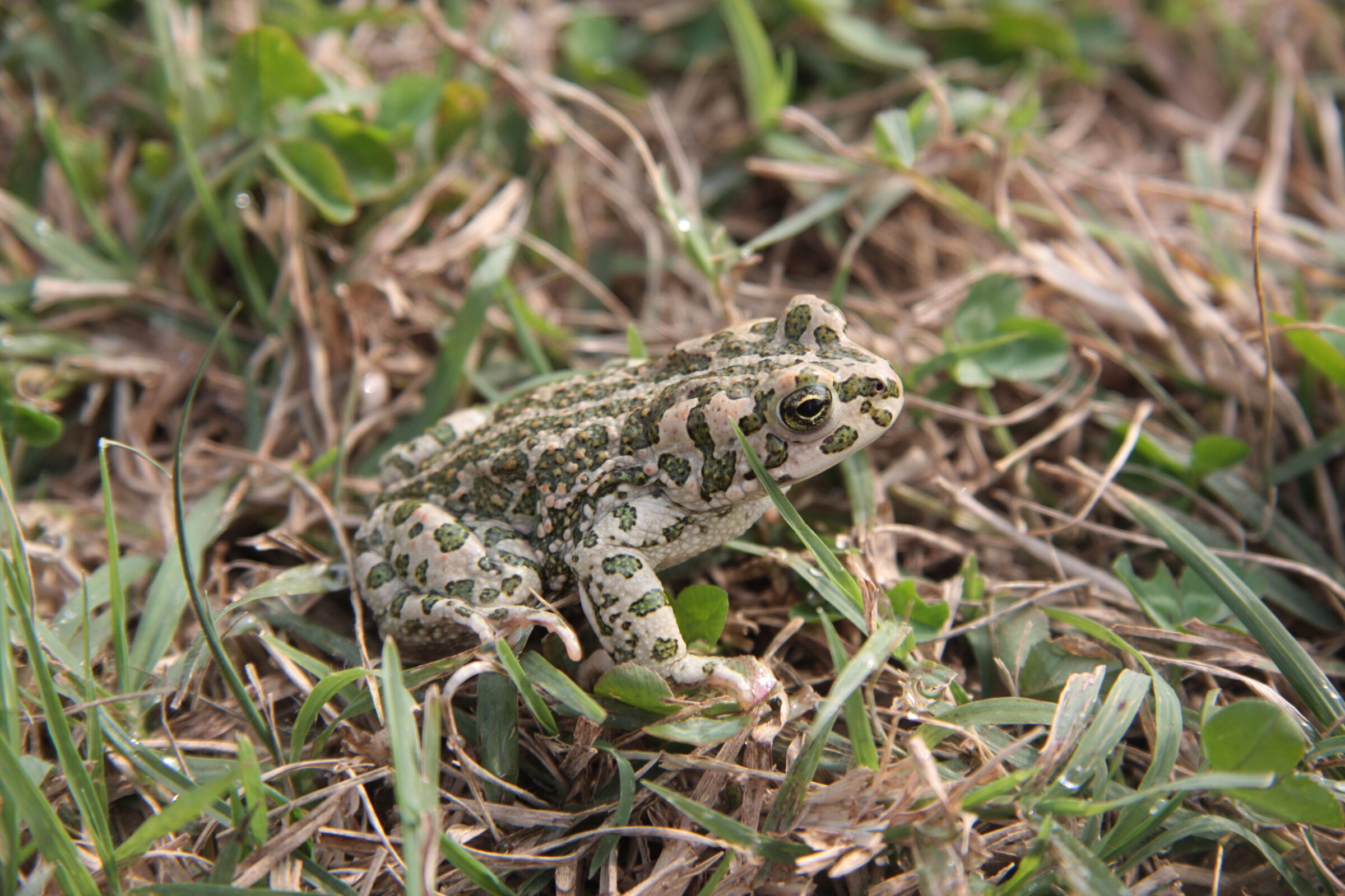 Frog