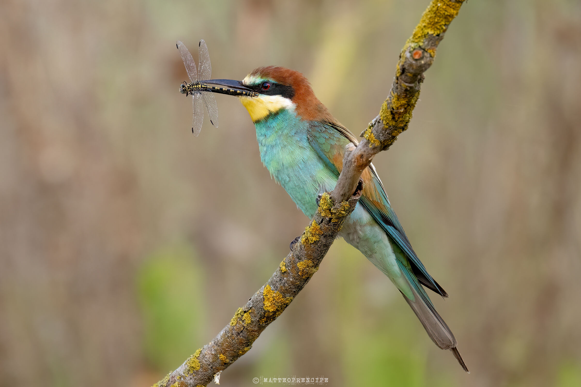 Bee-eater posing