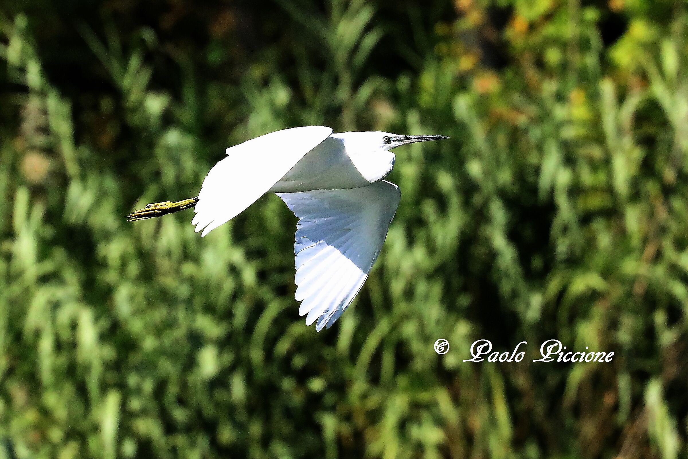 Egret