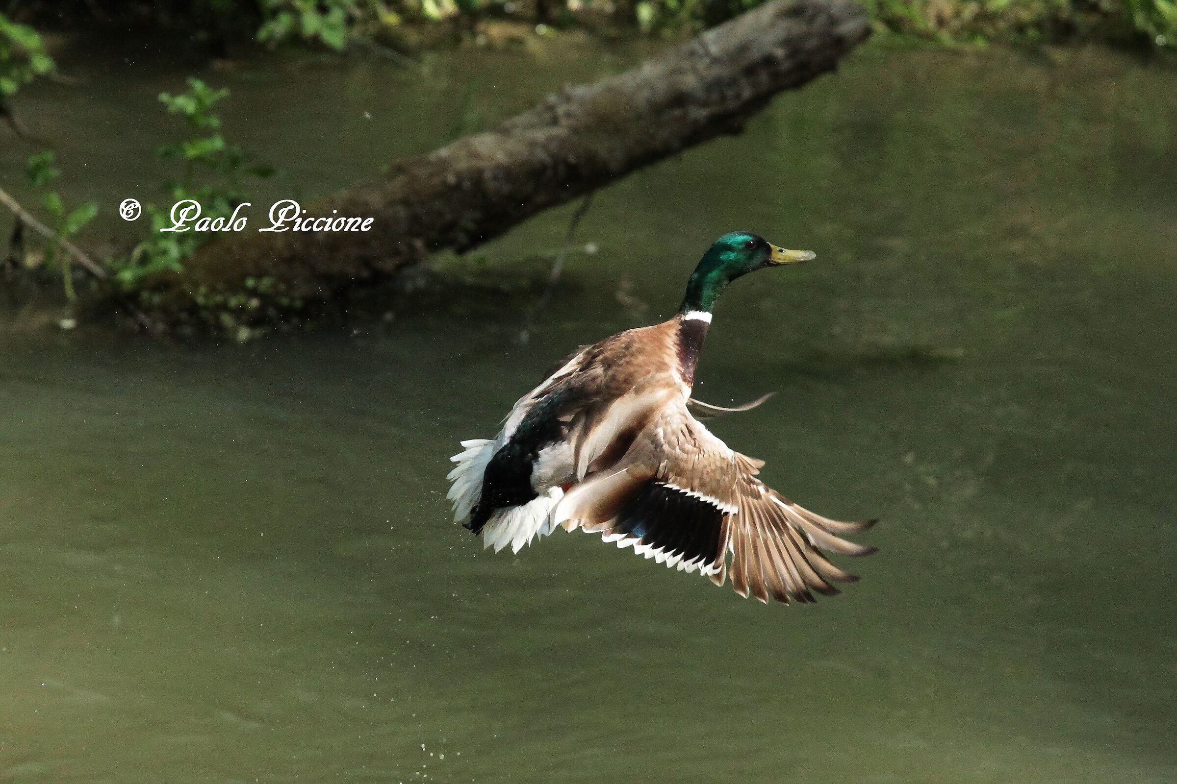 Mallard