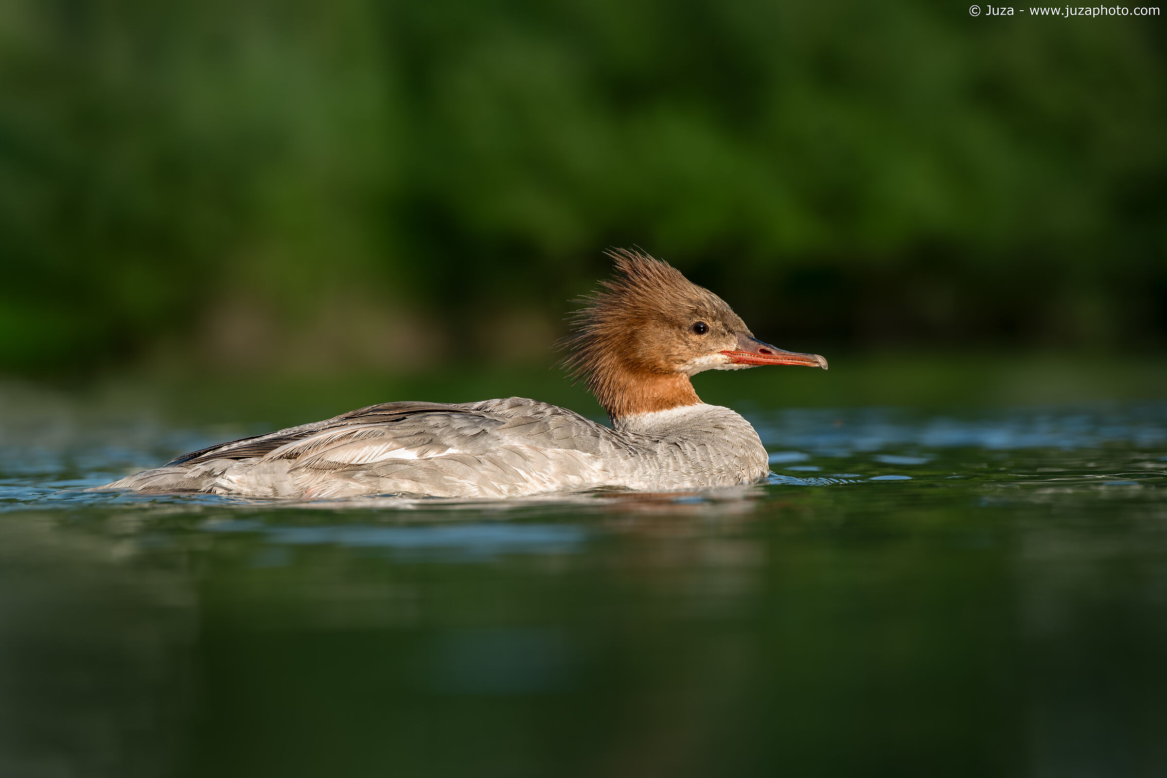Merganser