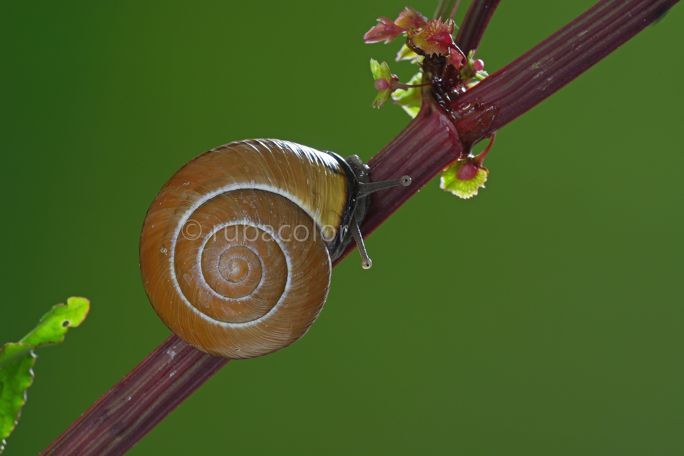 Emersione: fuori i periscopi!!