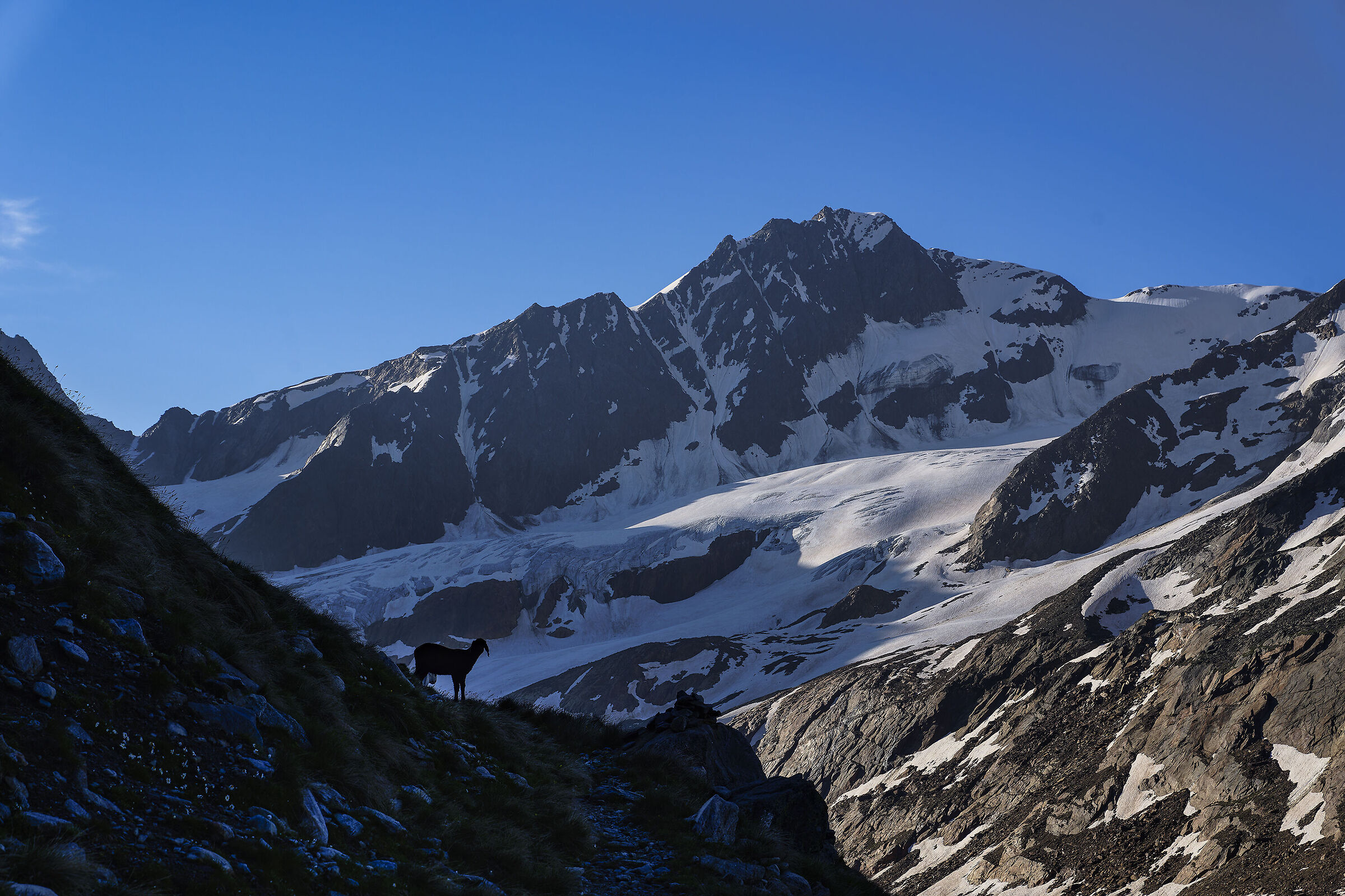 Cima beard and lookout sheep
