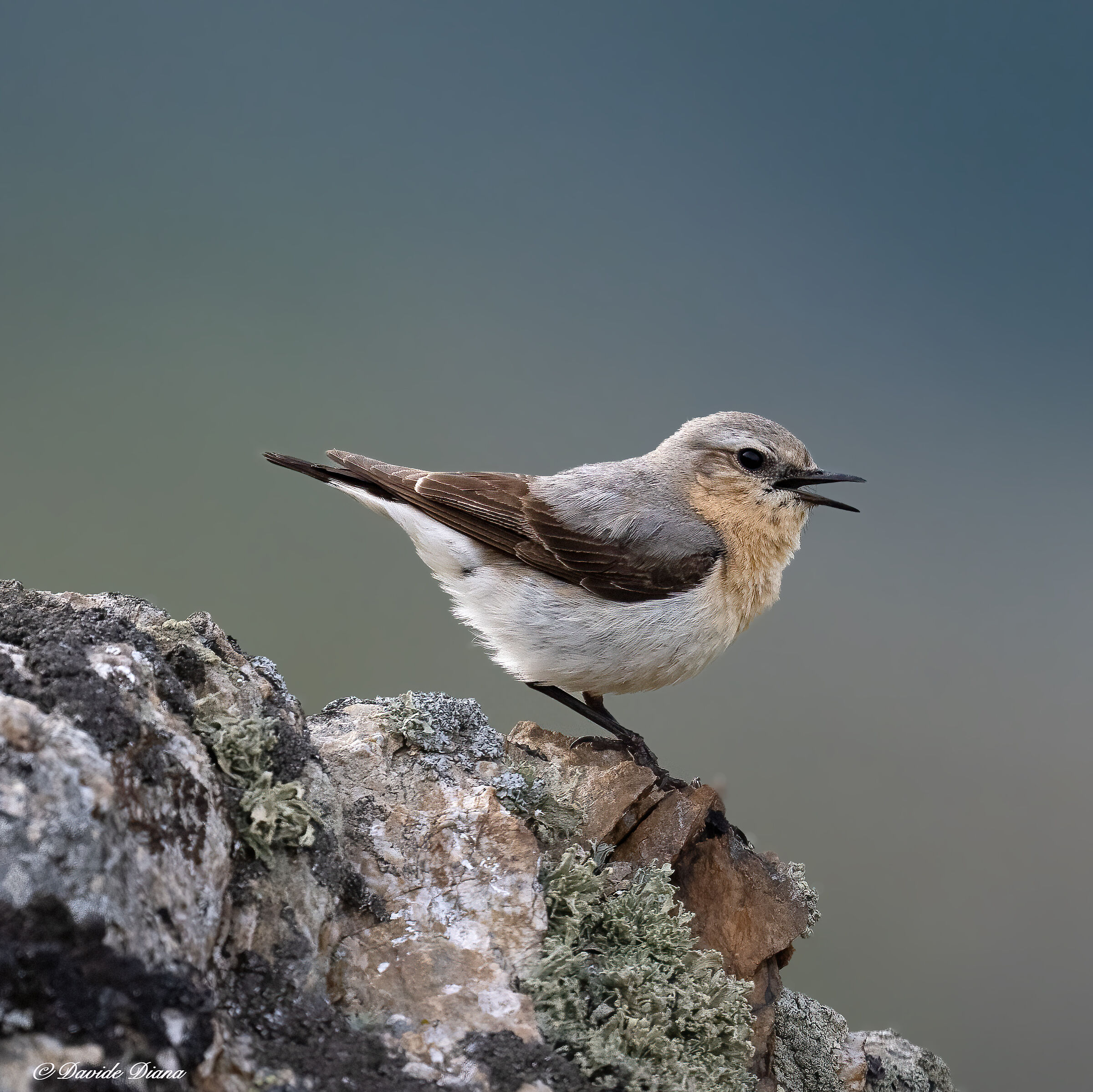 Wheatear - Oenanthe oenanthe