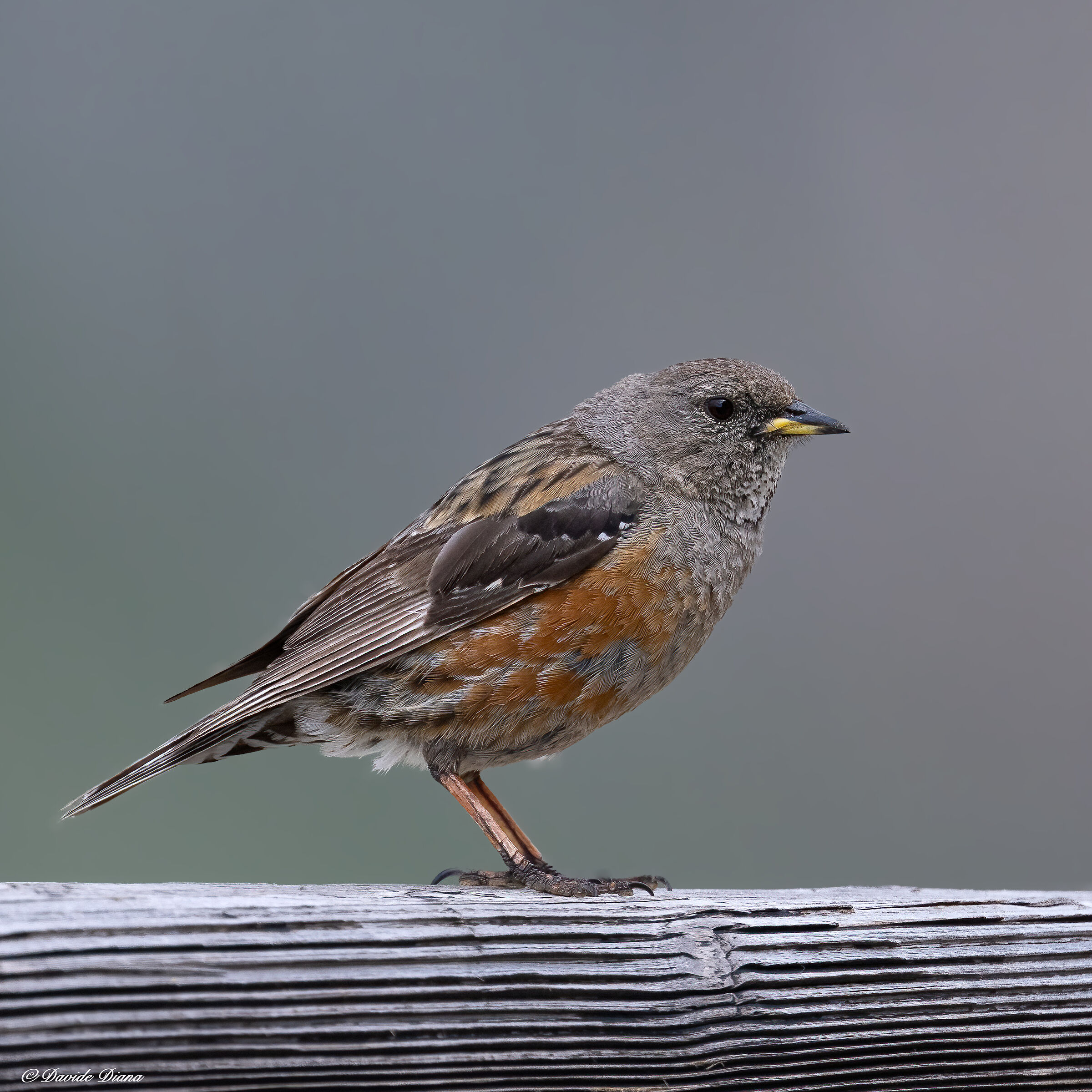 Alpine accentor