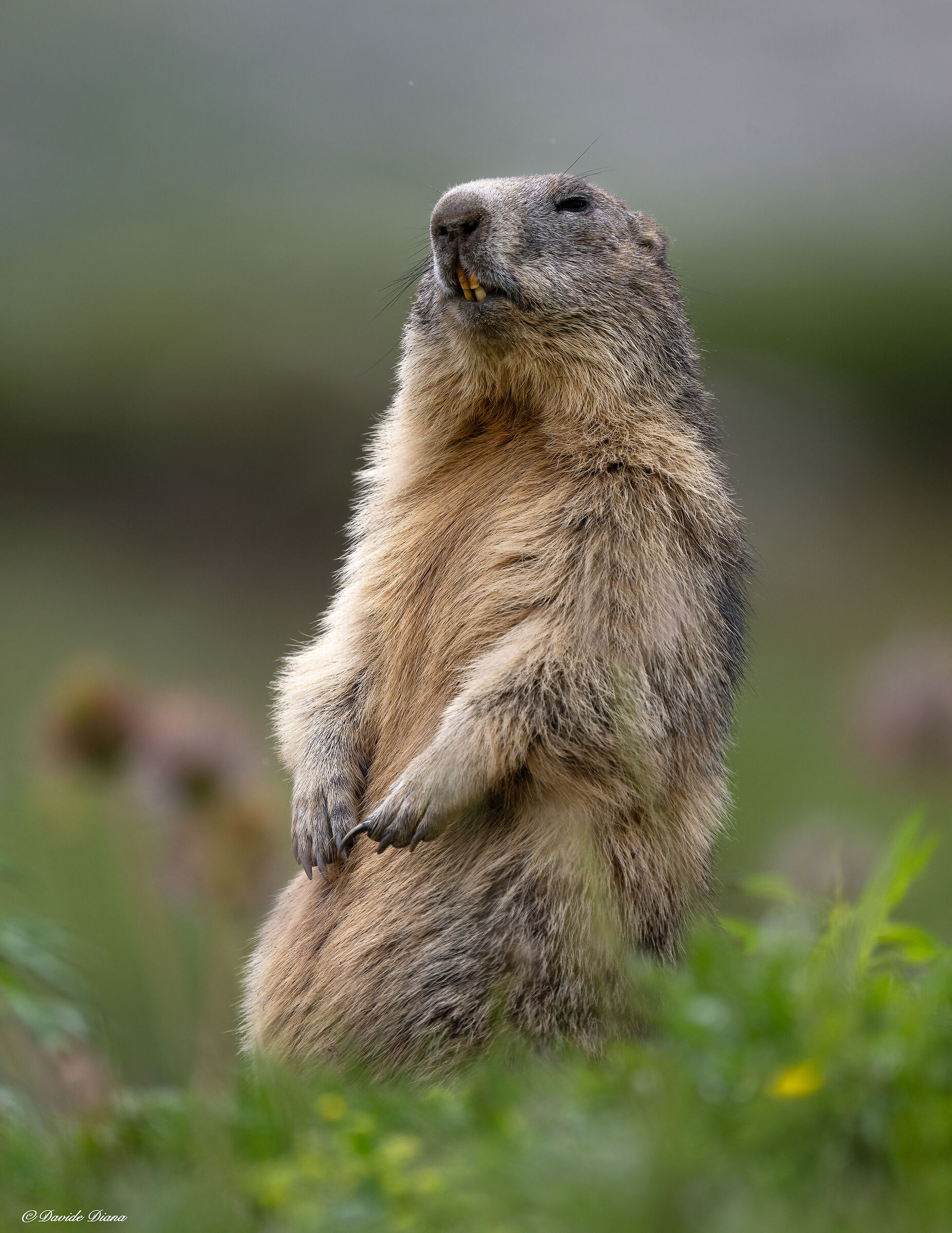 Marmot