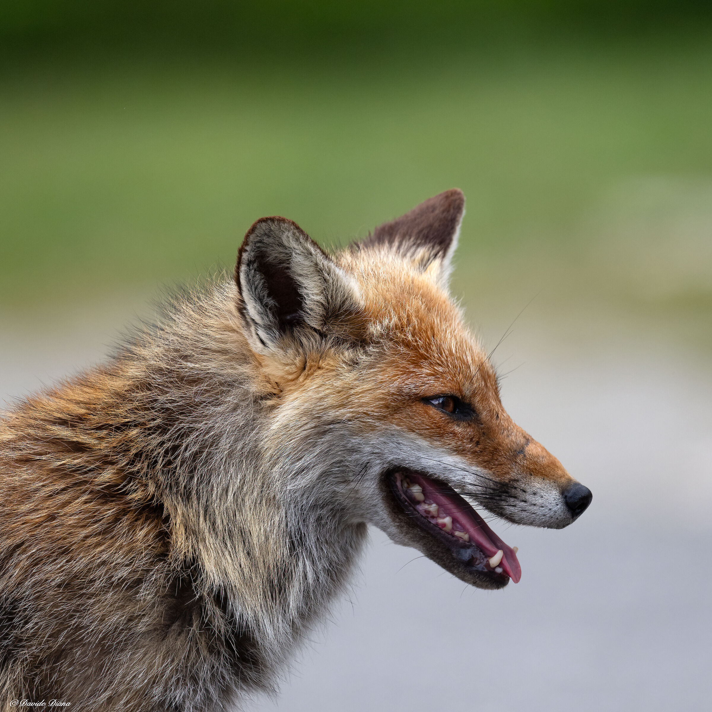 Red Fox