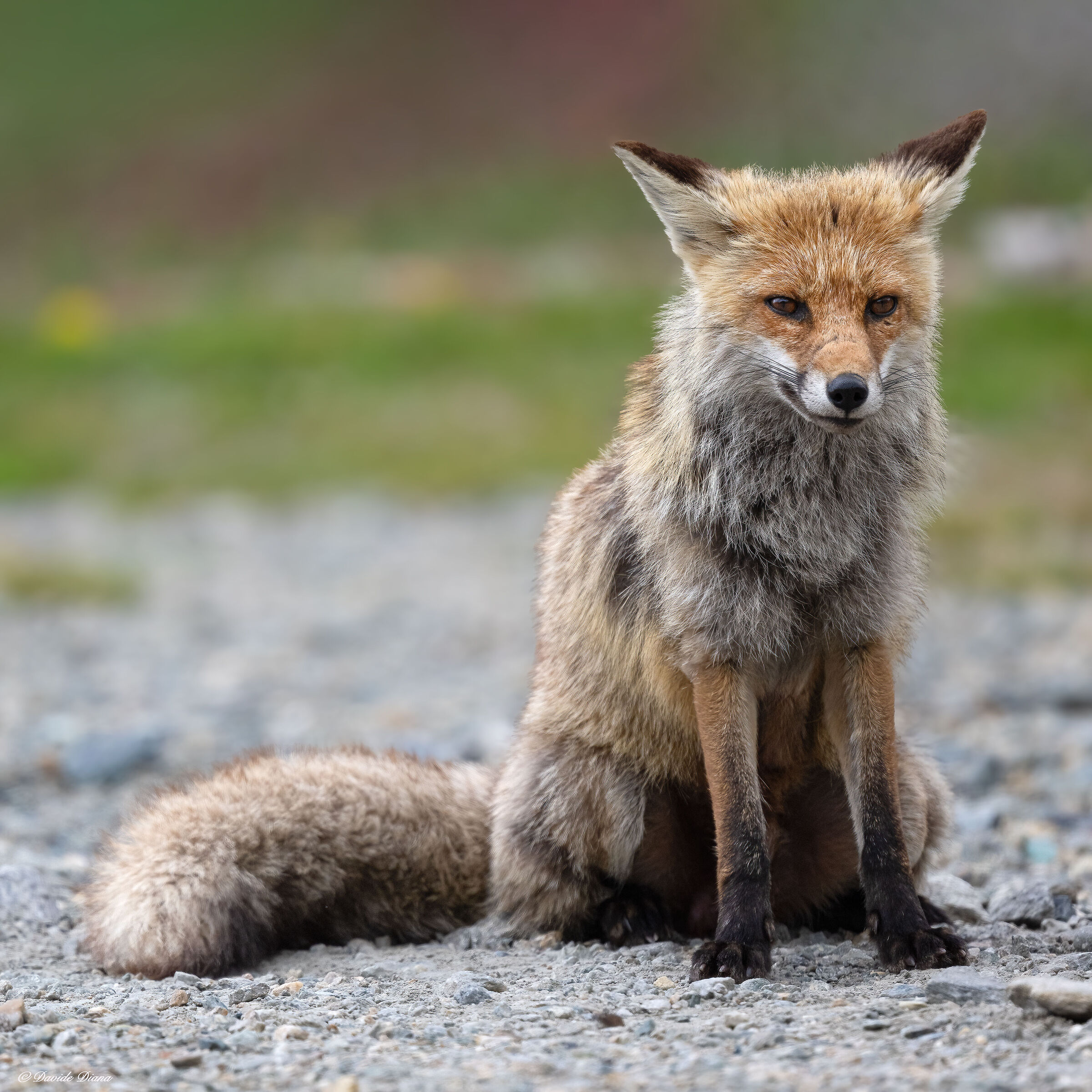 Red Fox