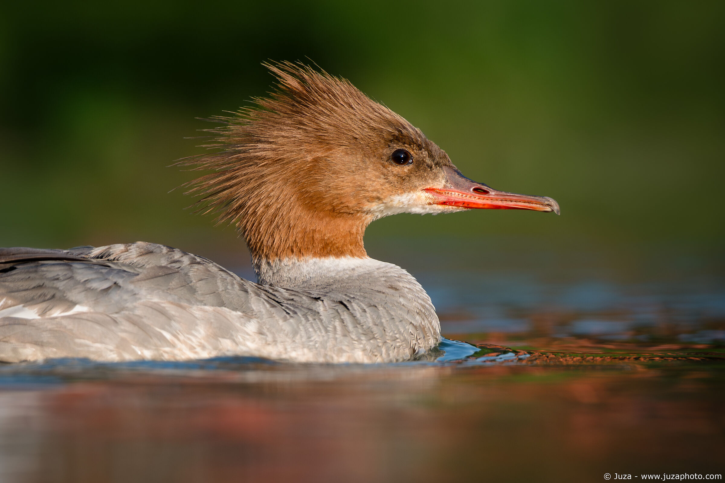Portrait of Merganser