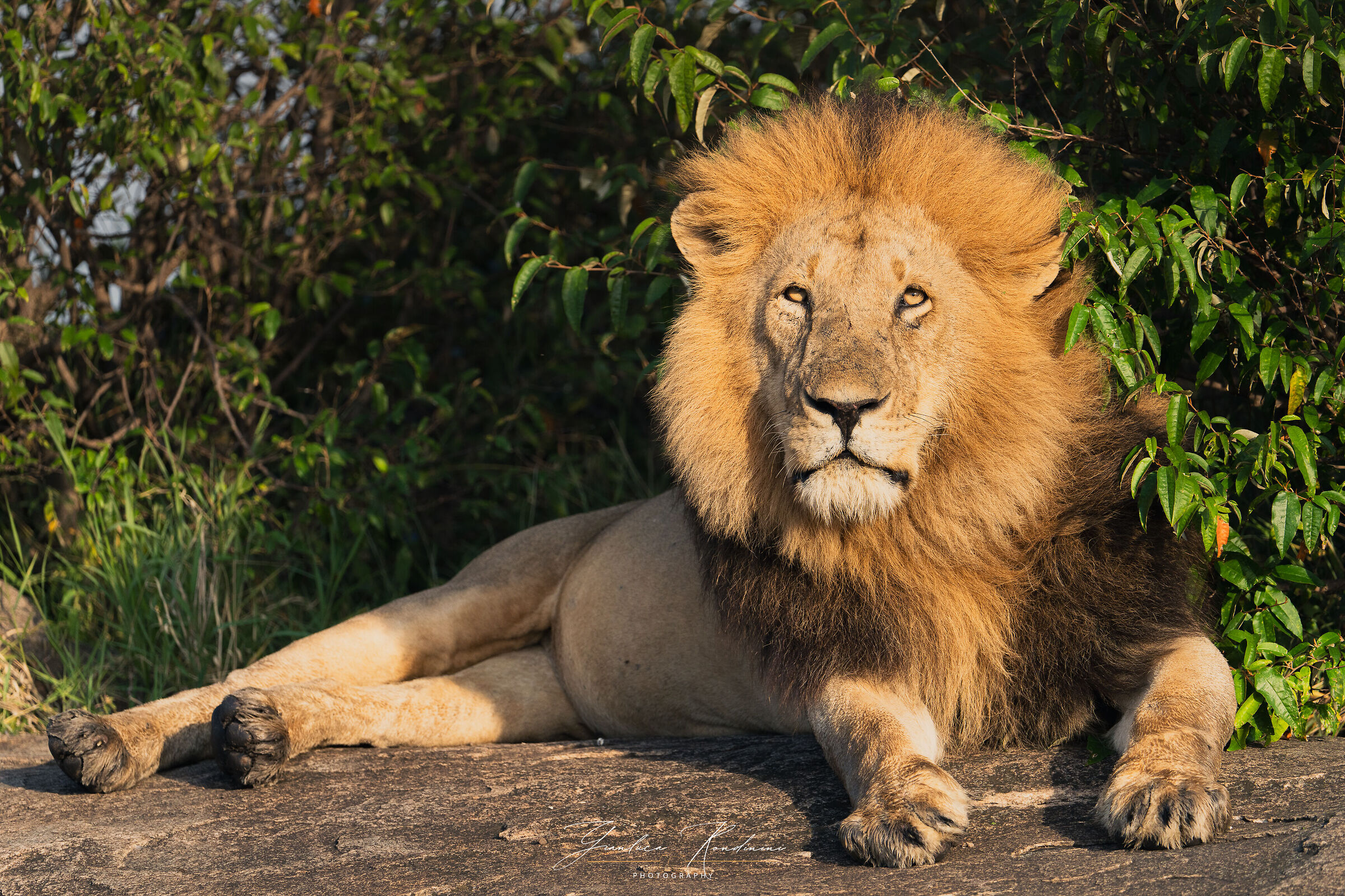 Il leone che vigila sul proprio branco