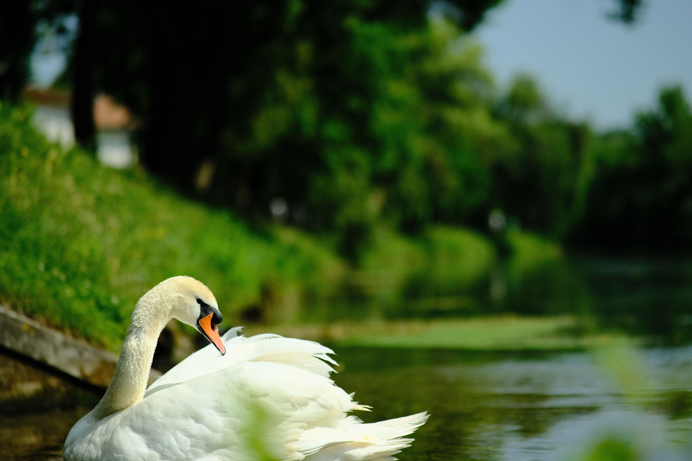 swan