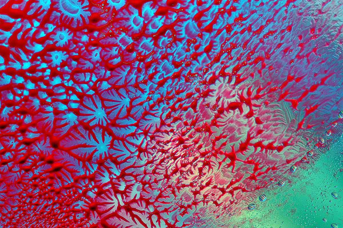 Coralli nella corrente