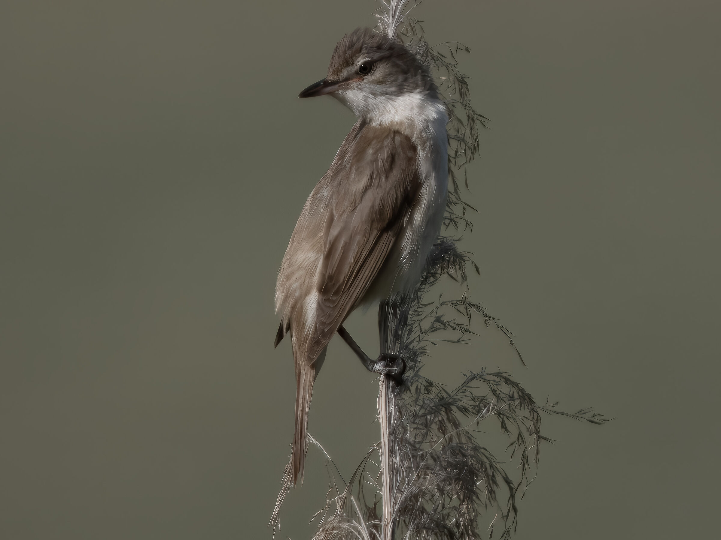 COMMON REED
