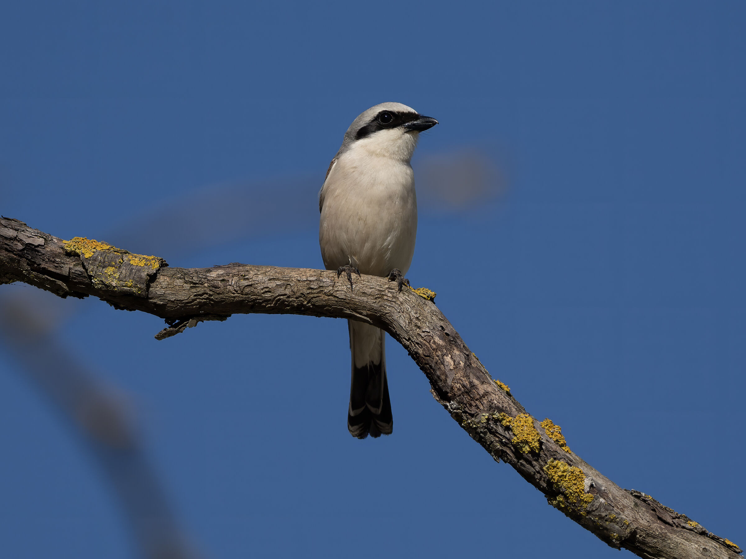 Shrike